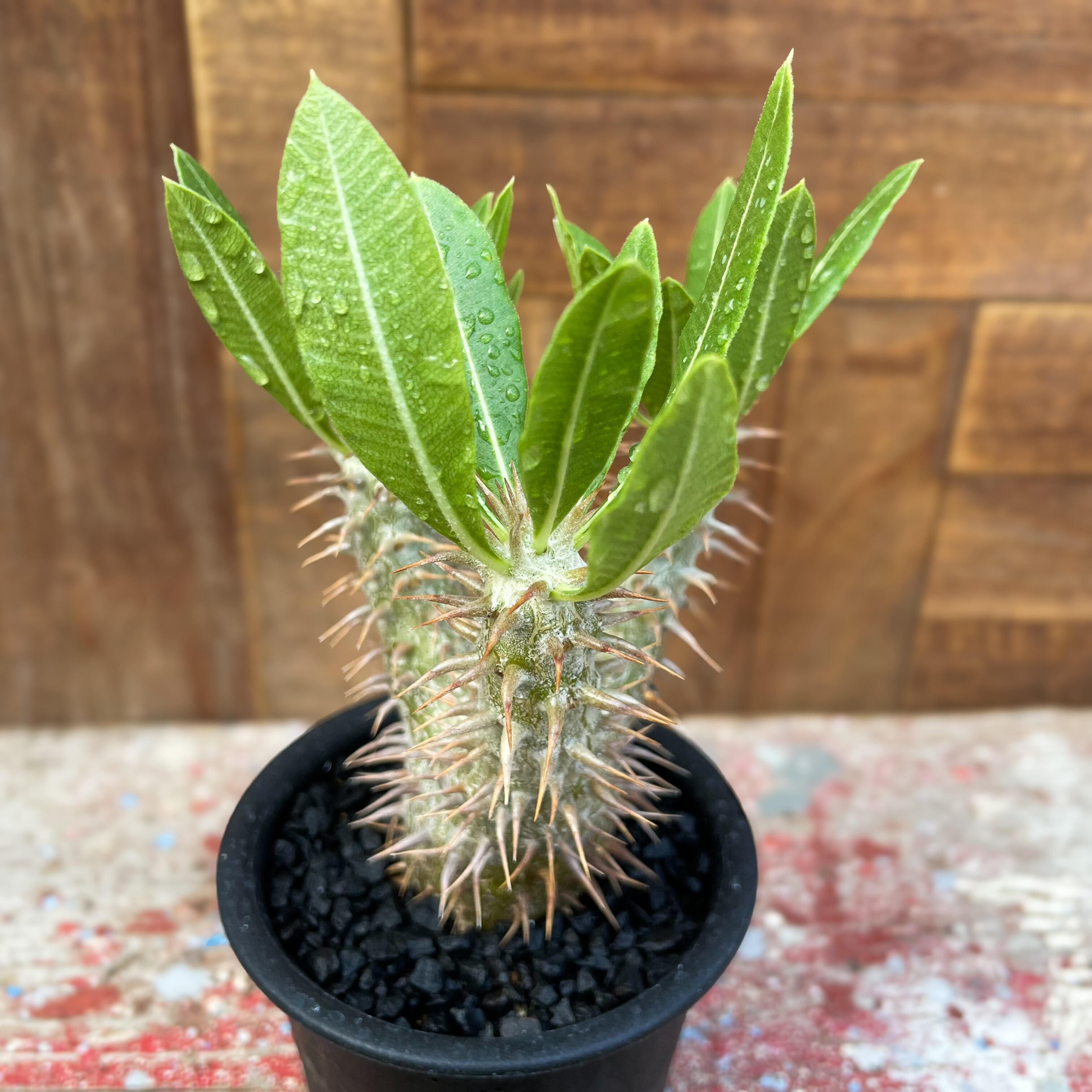Pachypodium Densicaule【パキポディウム・恵比寿大黒・実生 Pachypodium Densicaule【パキポディウム・恵比寿大黒・実生