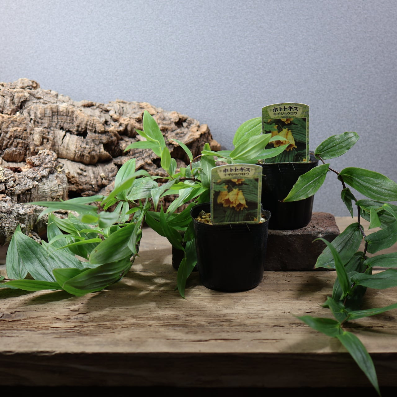 ALL ITEM | MARX PLANTS | 観葉植物・多肉植物・塊根植物