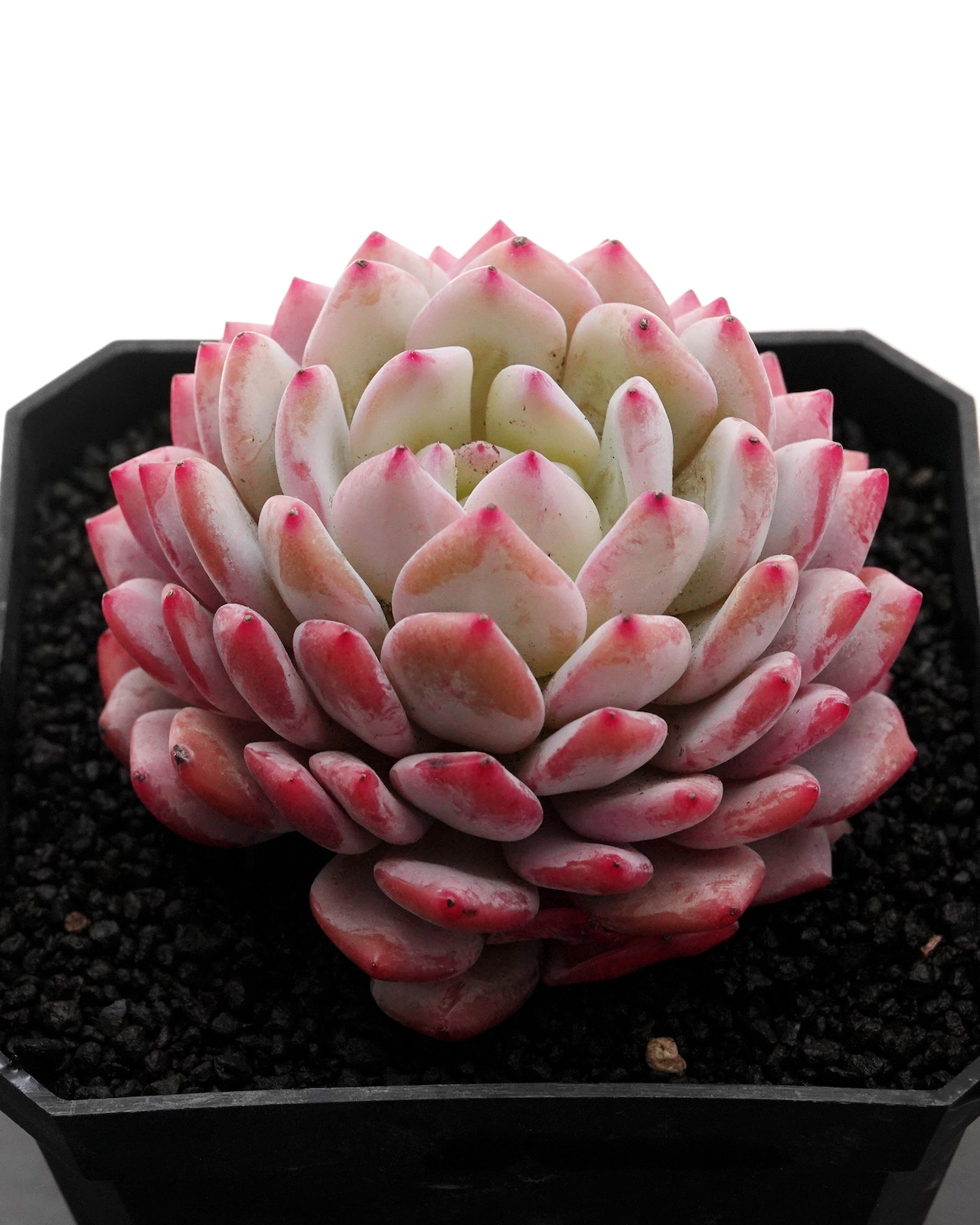 カット苗 スターオレンジ(モンロースター) Echeveria 'Monroe Stars'