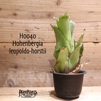 【送料無料】 Hohenbergia leopoldo-horstii〔ホヘンベルギア〕現品発送H0040