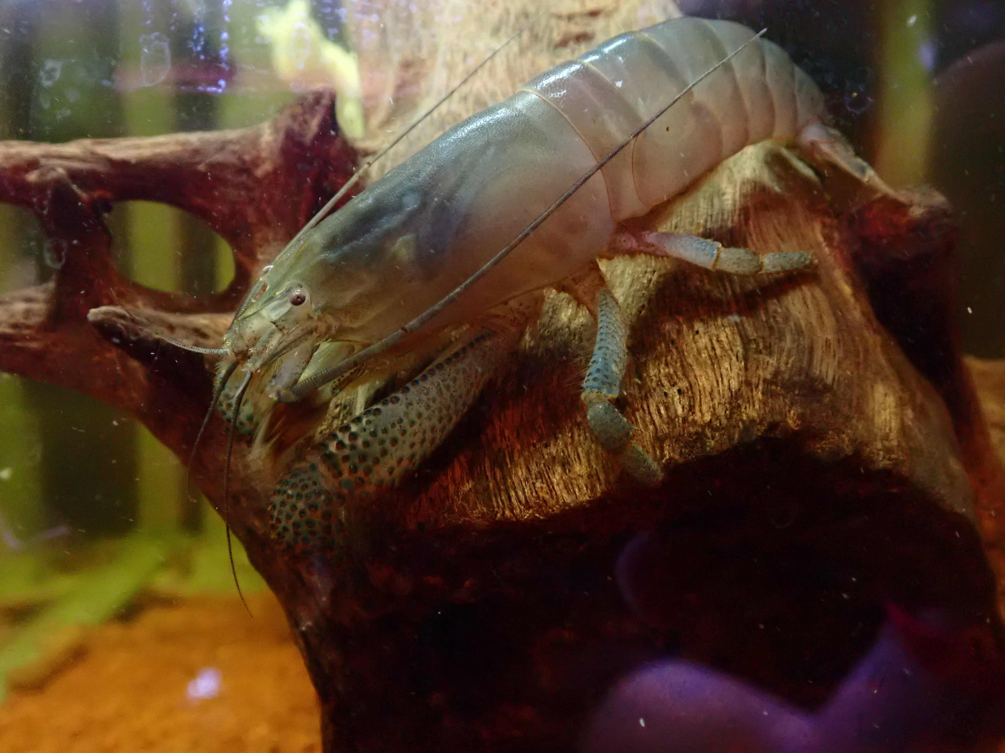 アフリカンロックシュリンプ