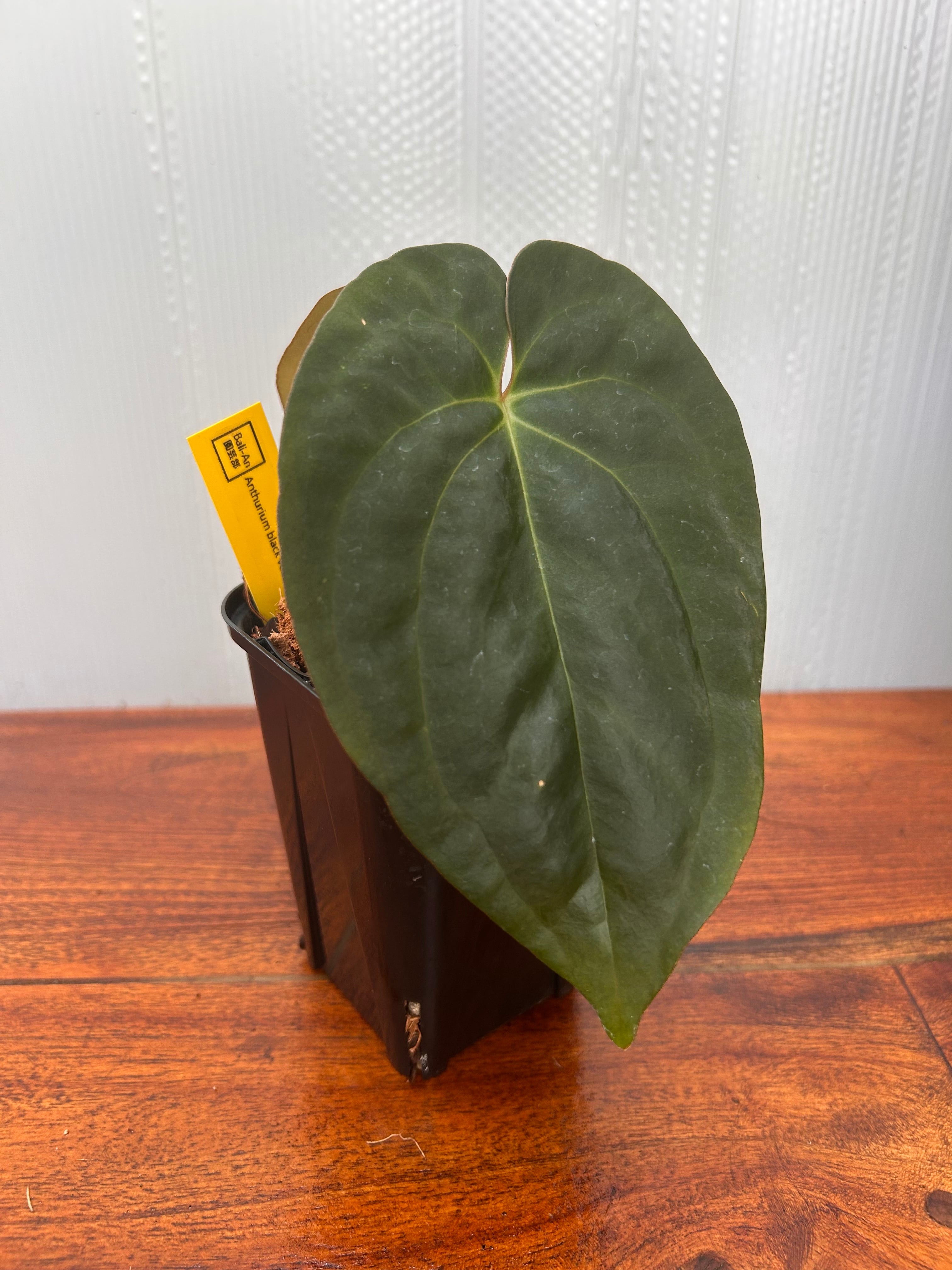 Anthurium | BALI-AN 園芸