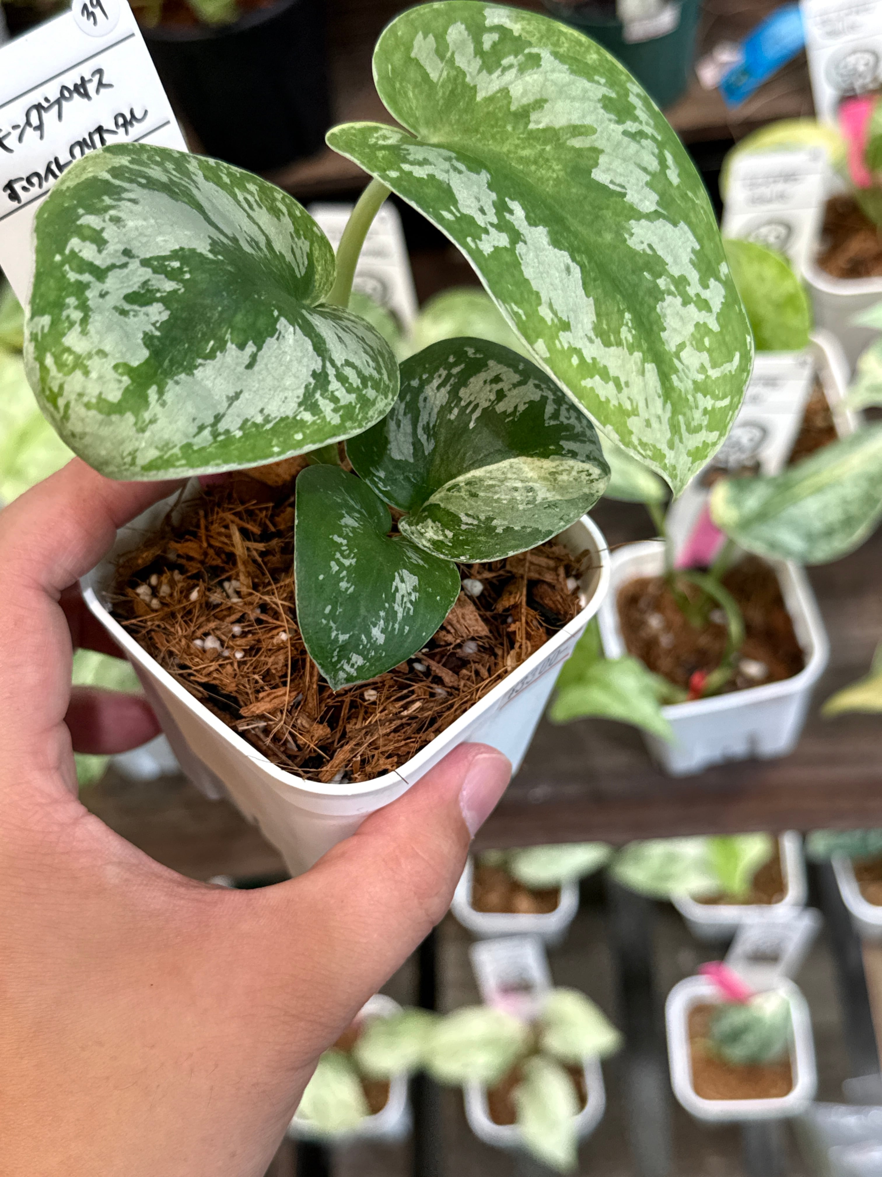 39. スキンダプサス ホワイトクリスタル | Gardenえん 【観葉熱帯植物】