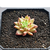 カット苗 オラクル Echeveria 'Oracle'