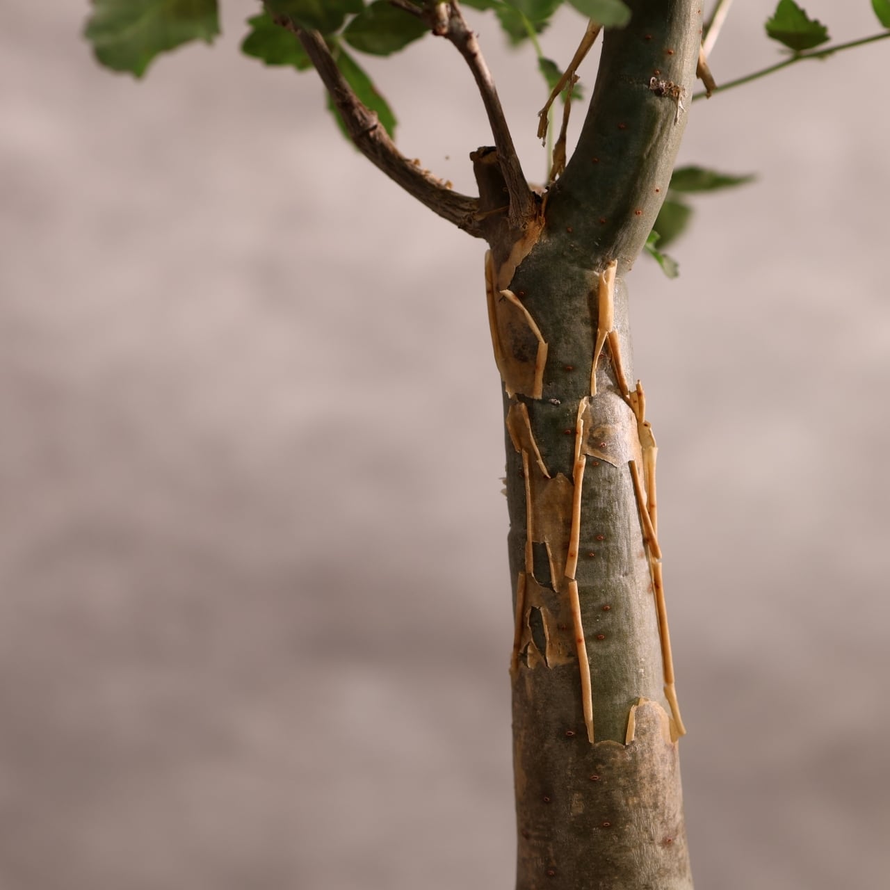313 剥ける樹皮が魅せる『ブルセラ ファガロイデス Bursera fagaroides