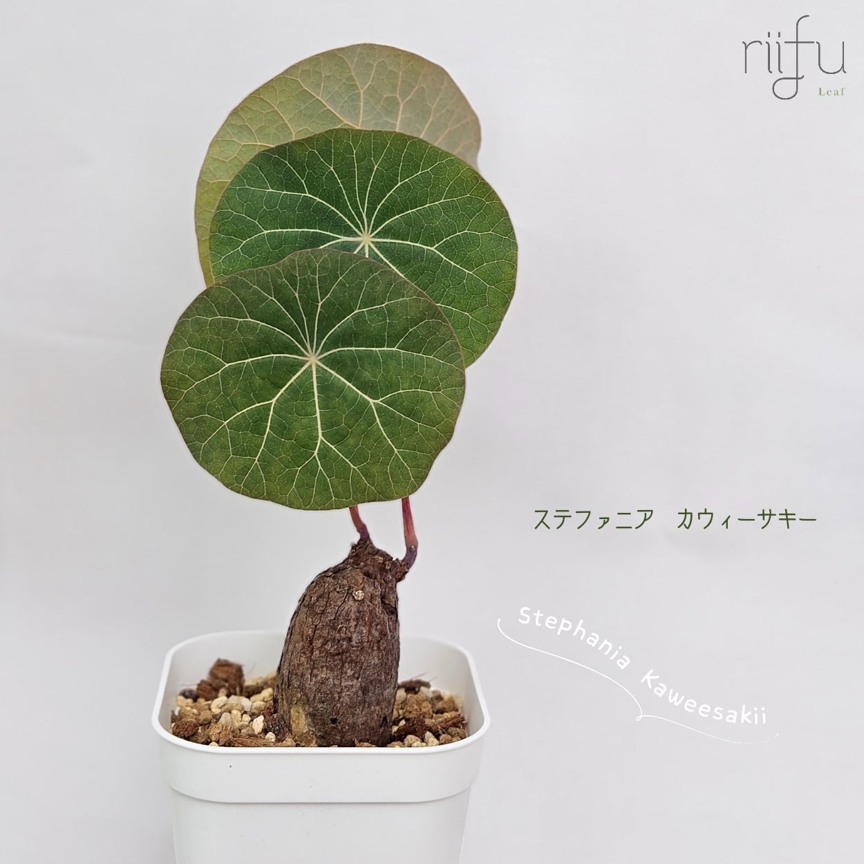 〚ステファニア Sp. ノヴァ / カウィーサキー 〛Stephania Sp. Nova / Kaweesakii 塊根植物 コーデックス