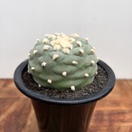 Lophophora diffusa variegata【ロフォフォラ・翠冠玉錦】
