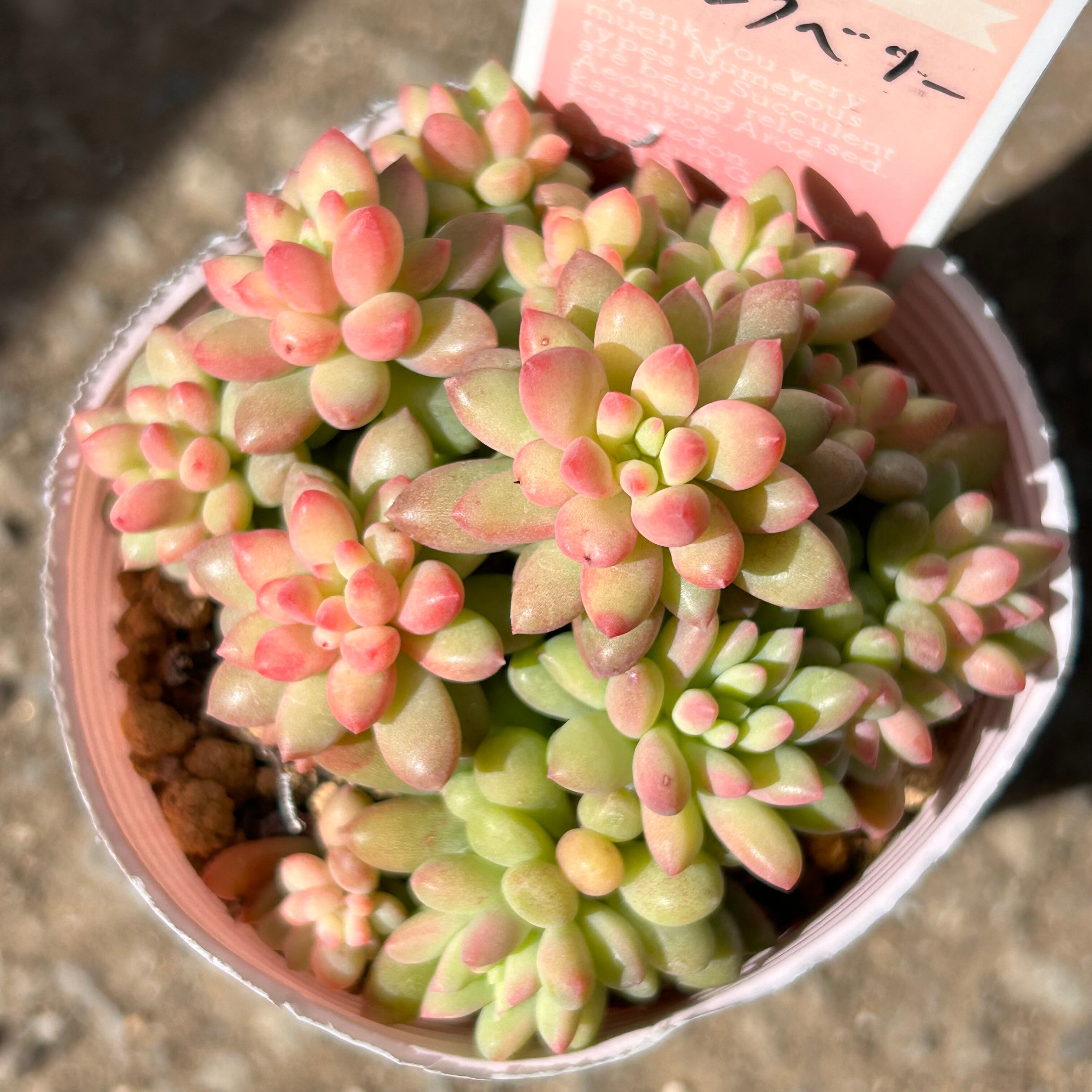 ピンクベリー | RuPo 多肉植物専門店
