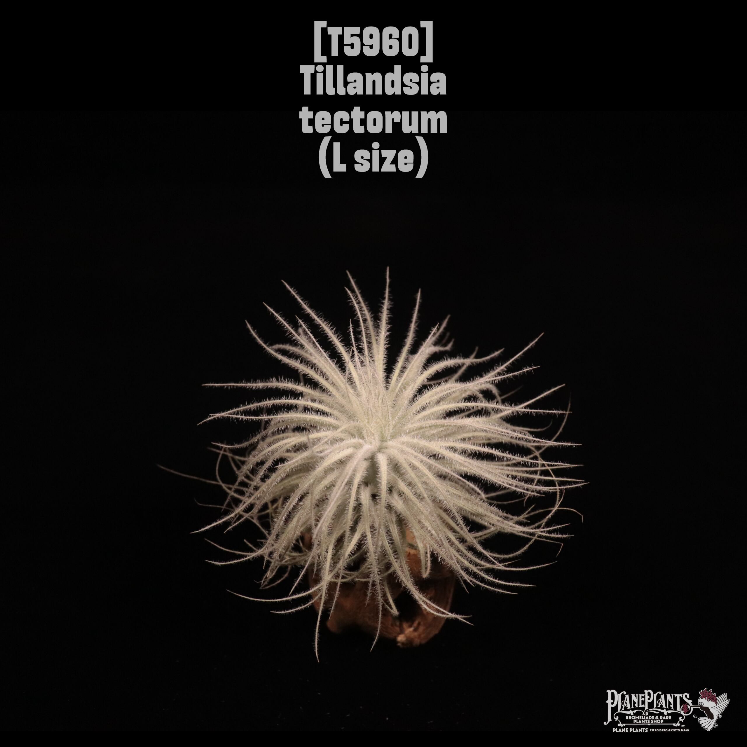 Tillandsia tectorum L〔ティランジア〕T5960
