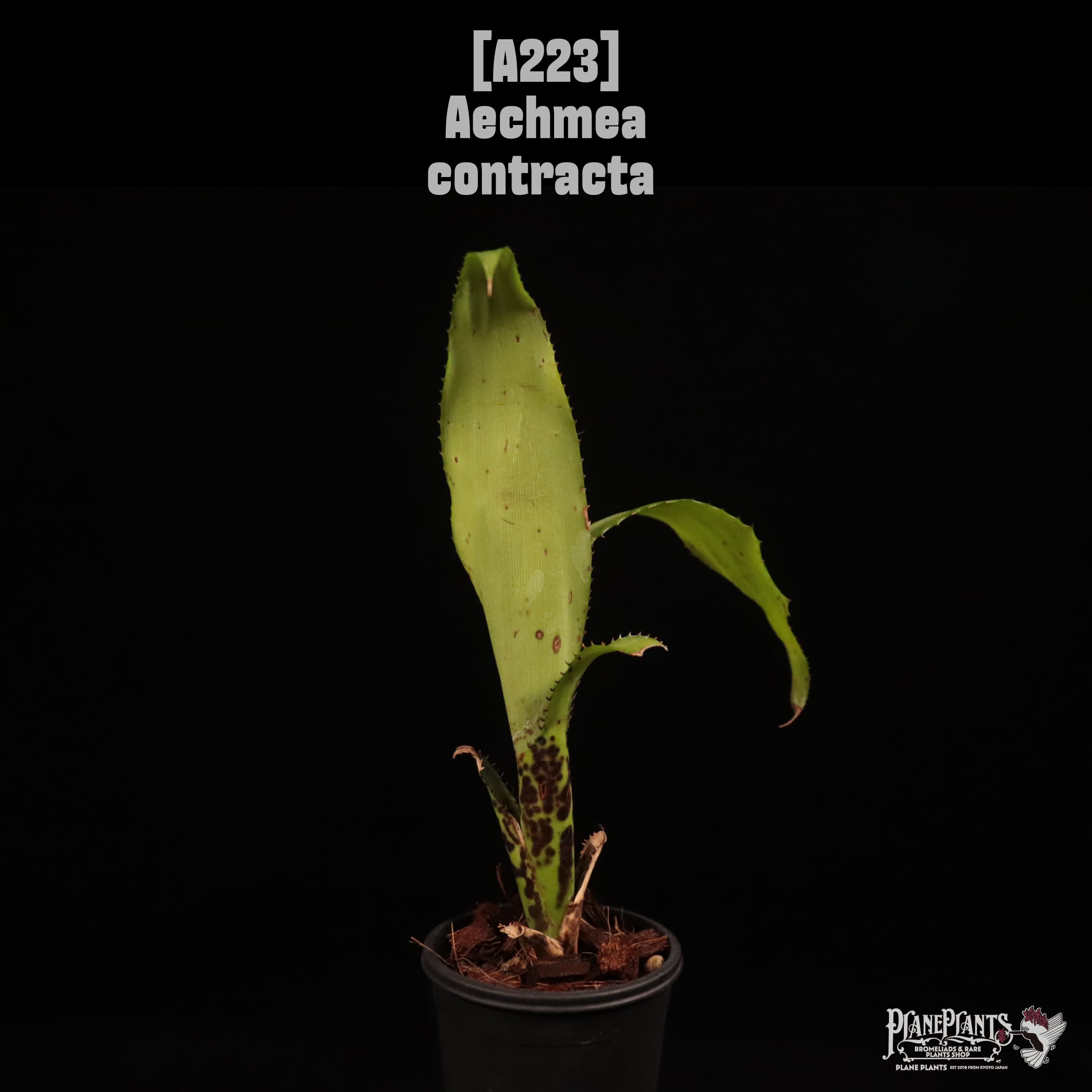 Aechmea contracta〔エクメア〕A223