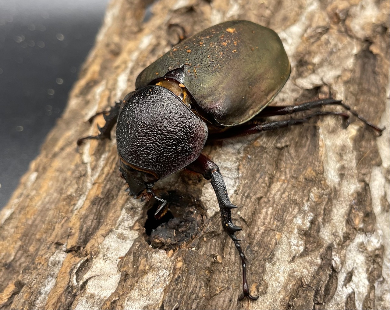 【WD】《ミンダナオアトラスオオカブト 90mmUP ペア》②