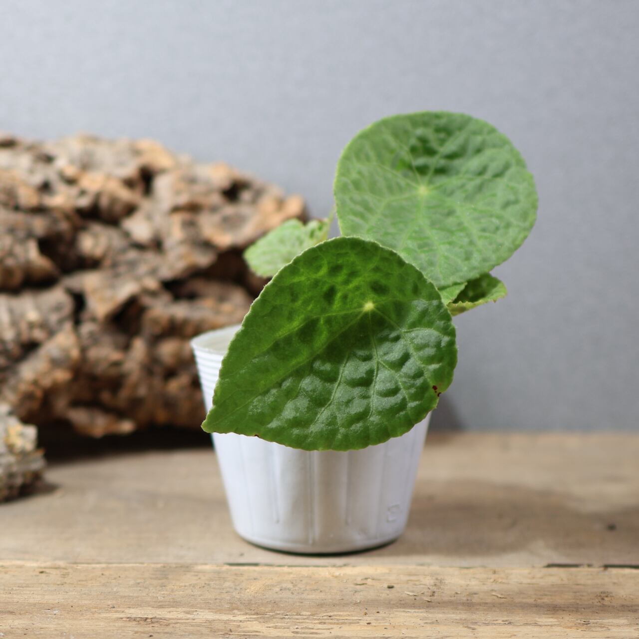 ALL ITEM | MARX PLANTS | 観葉植物・多肉植物・塊根植物