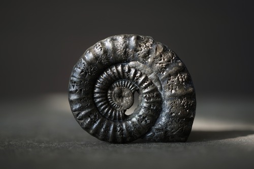 イギリス産黄鉄鉱化アンモナイト  Pyritized Ammonite 2312