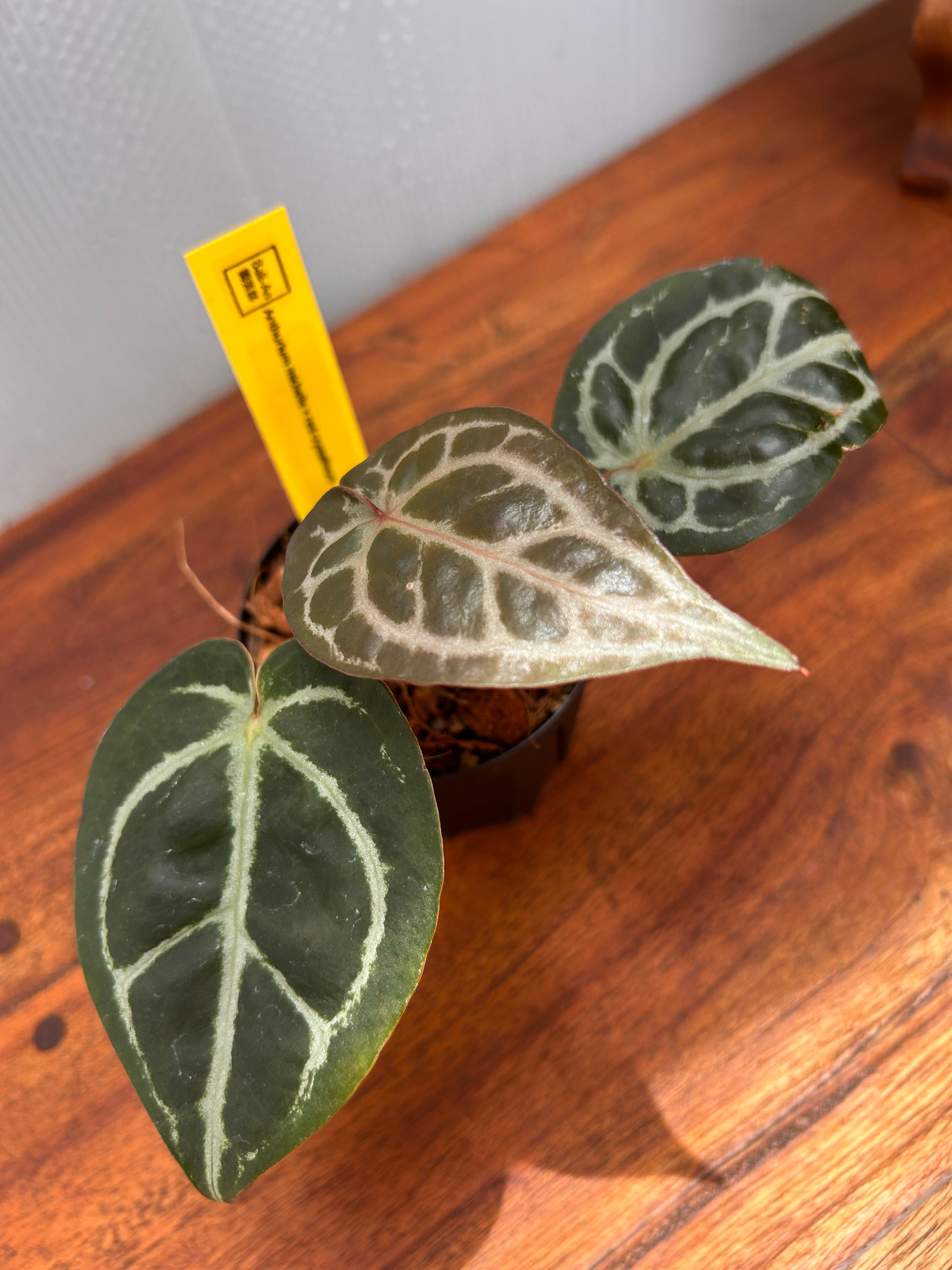 Anthurium | BALI-AN 園芸