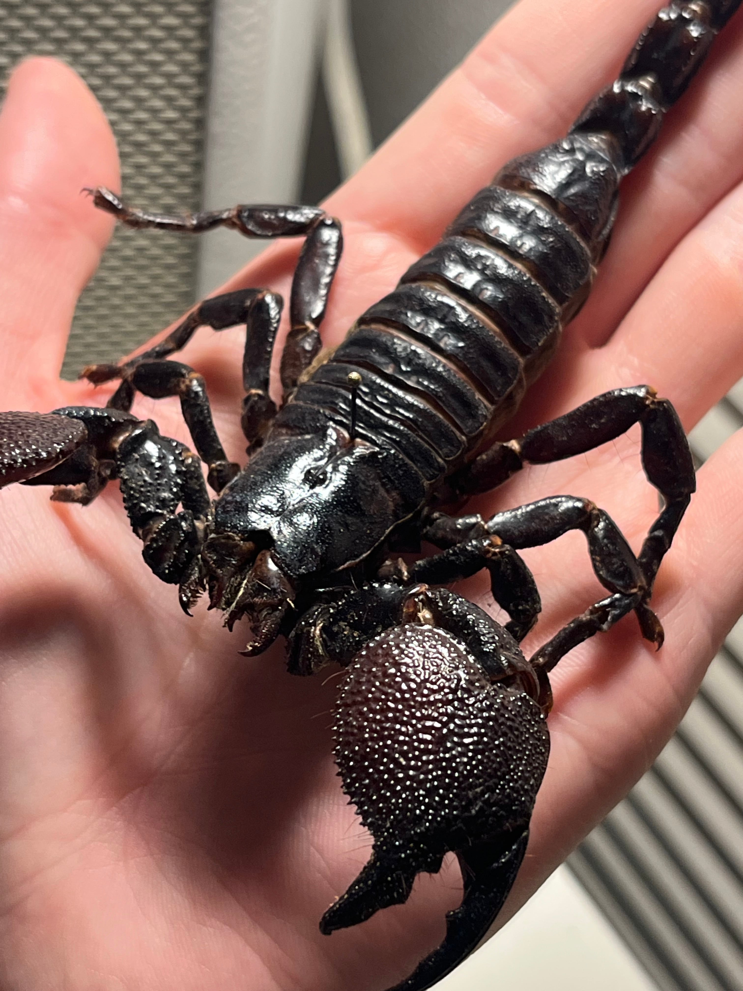 150mm程】ダイオウサソリ エンペラースコーピオンムカデセンチピード