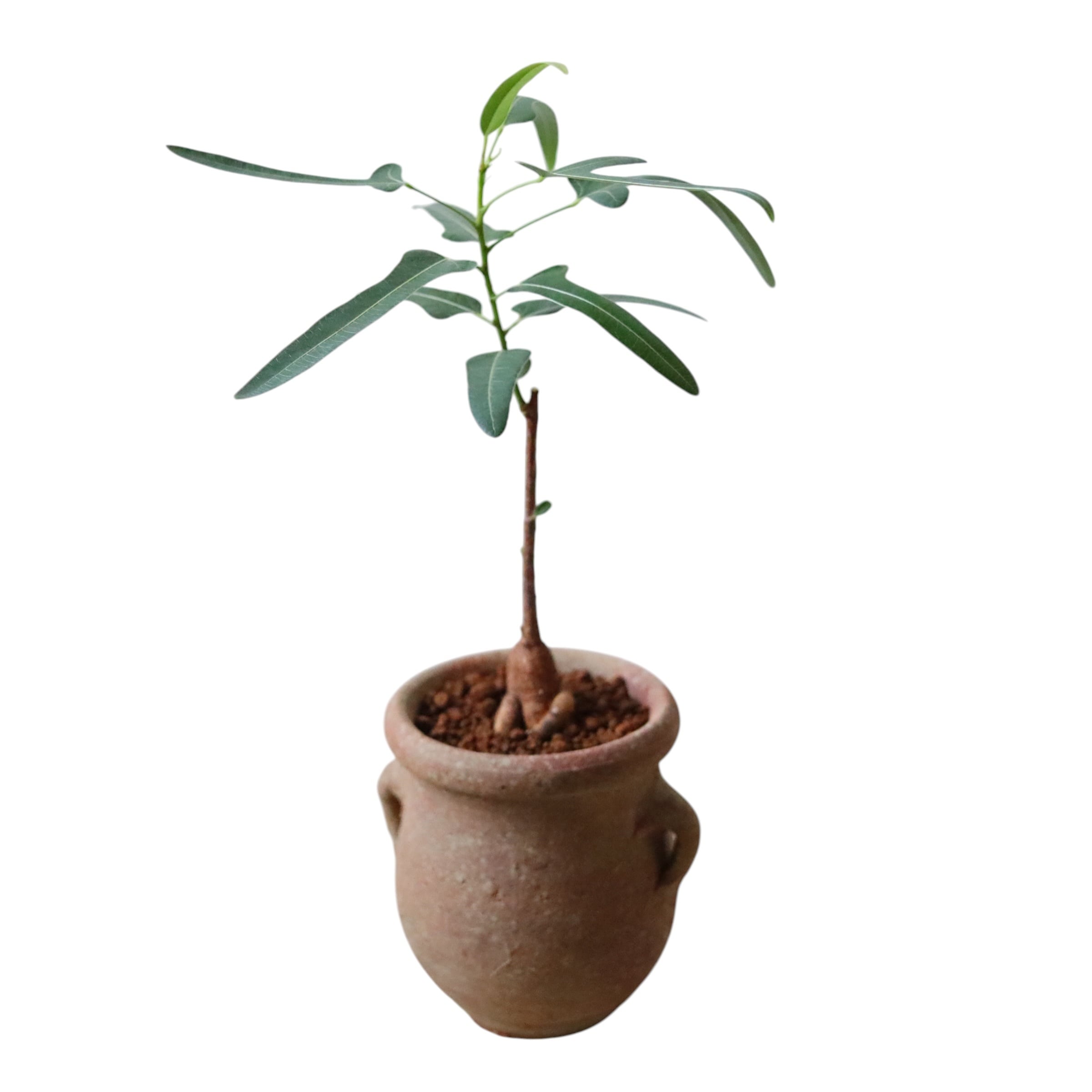 ボトルツリー(40cm)