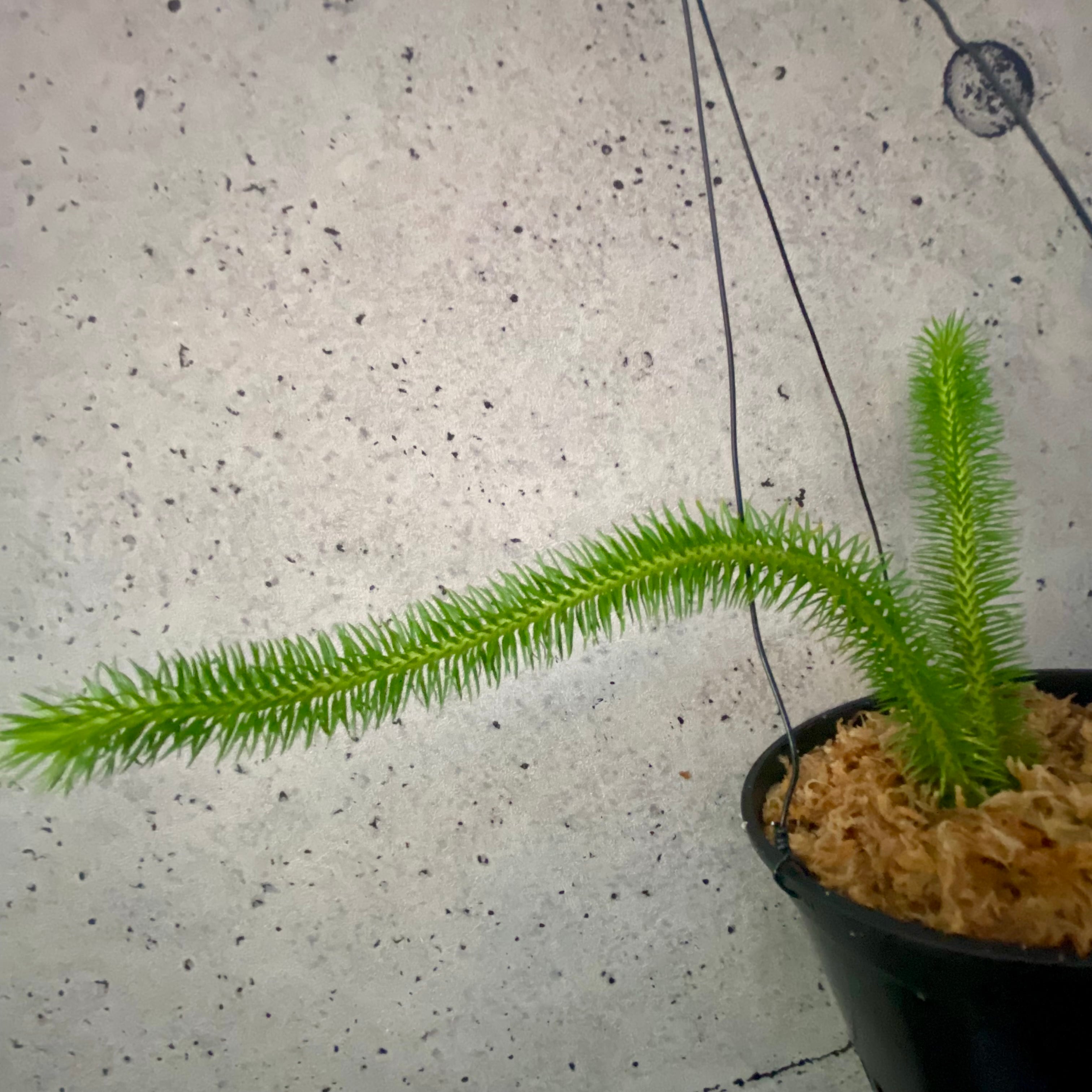 確認用です！大株です！フペルジア『squarrosus』 軸太めです！フペルジア『squarrosus』3番 | Planet Plants プラネット