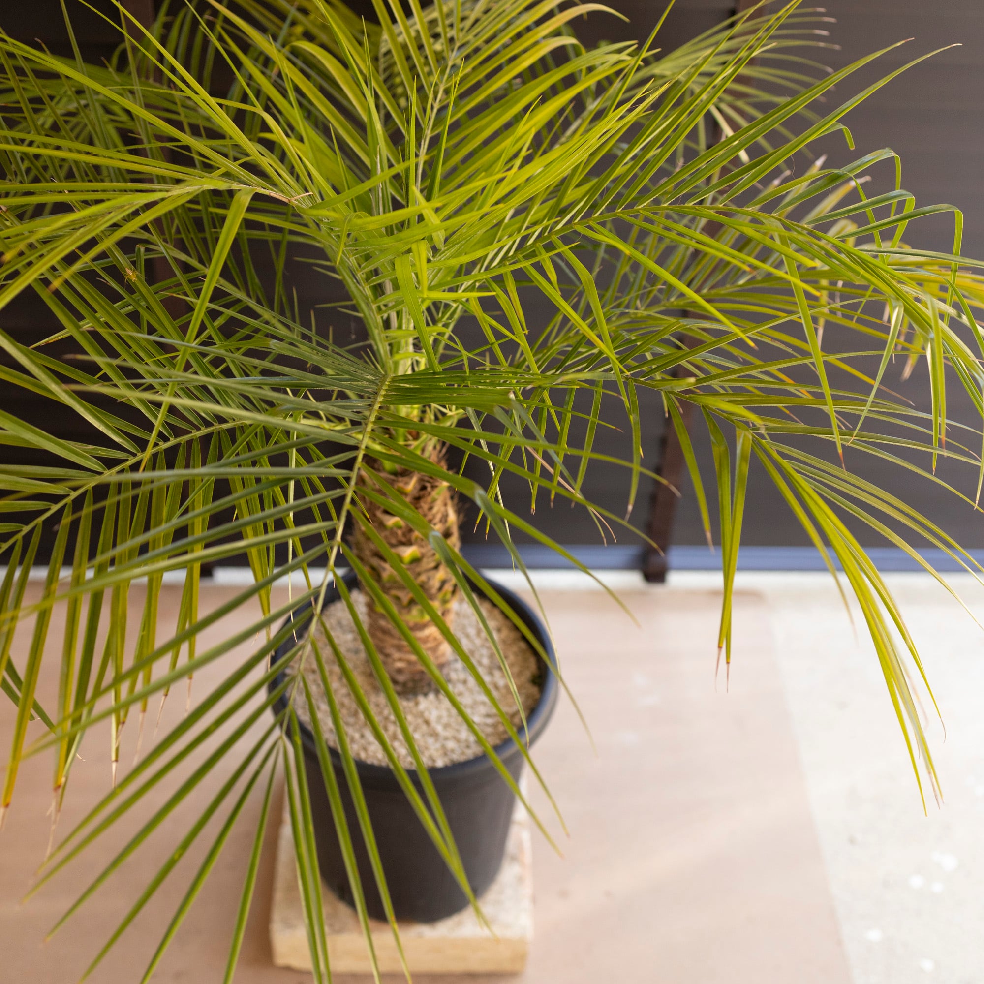 ロべ フェニックス ロベレニー 8号 コンパクト 幹立ち Phoenix