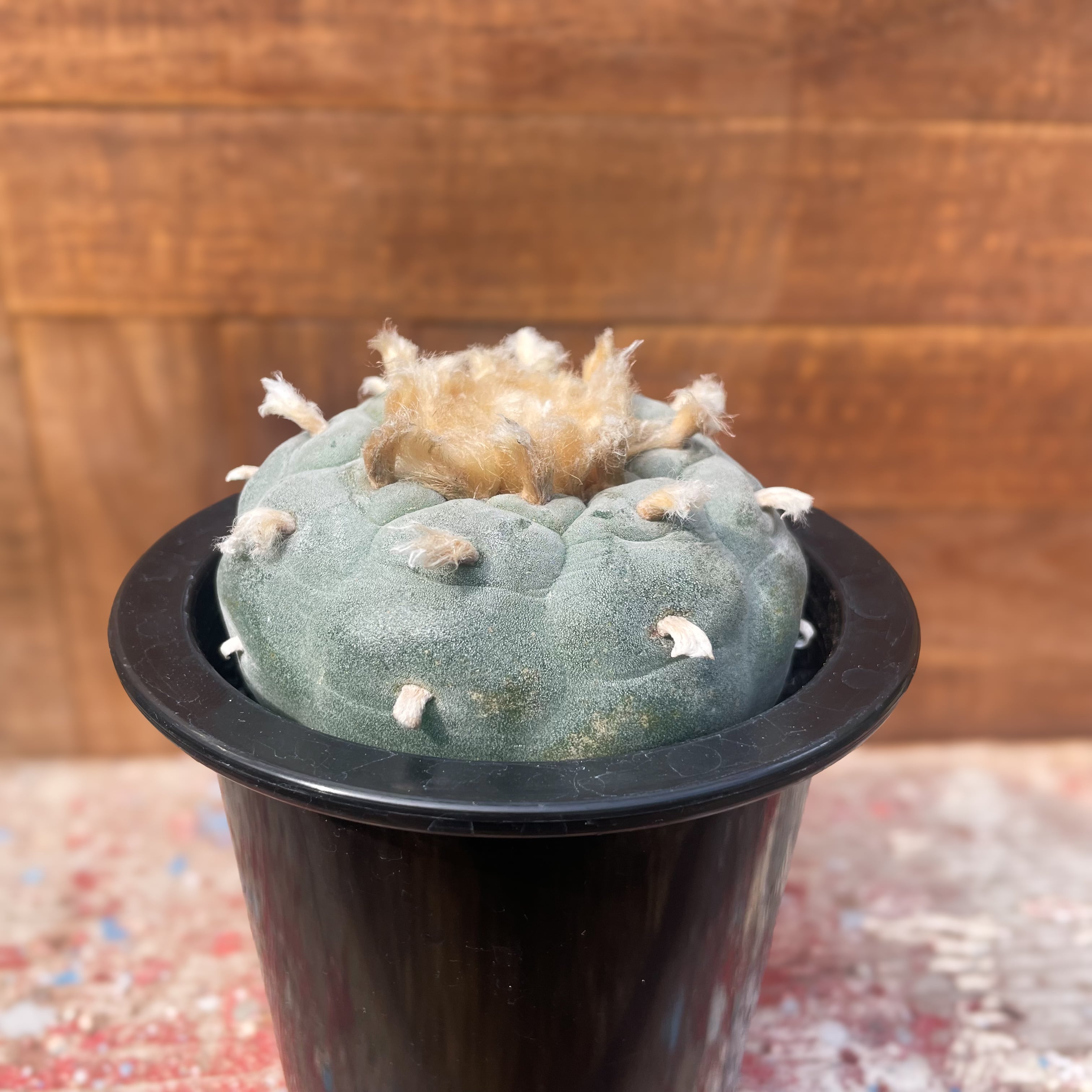 Lophophora 白肌疣銀冠玉【ロフォフォラ・実生】 | RIMO