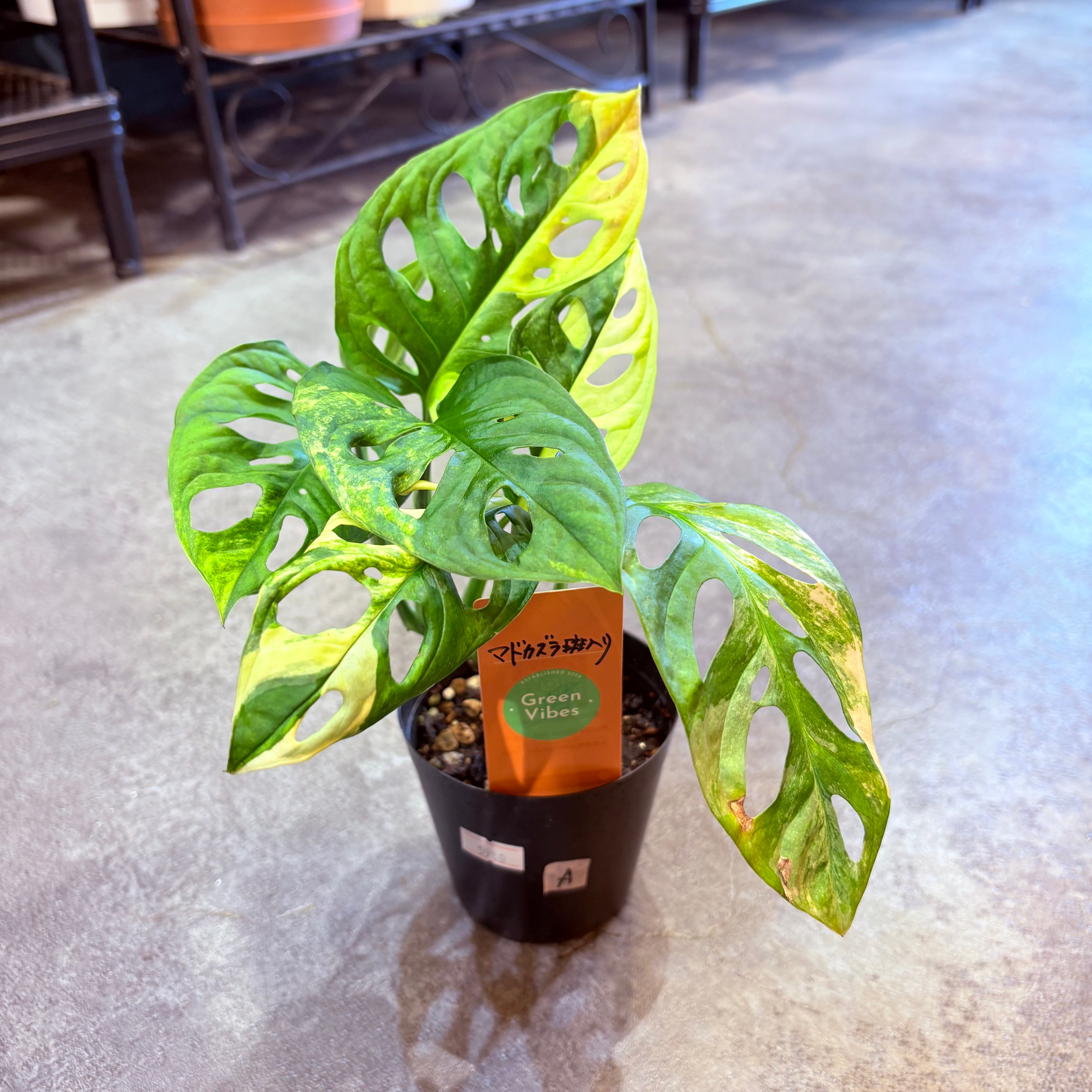 マドカズラ斑入り 3号 A | Green Vibes 宇都宮市の観葉植物専門店