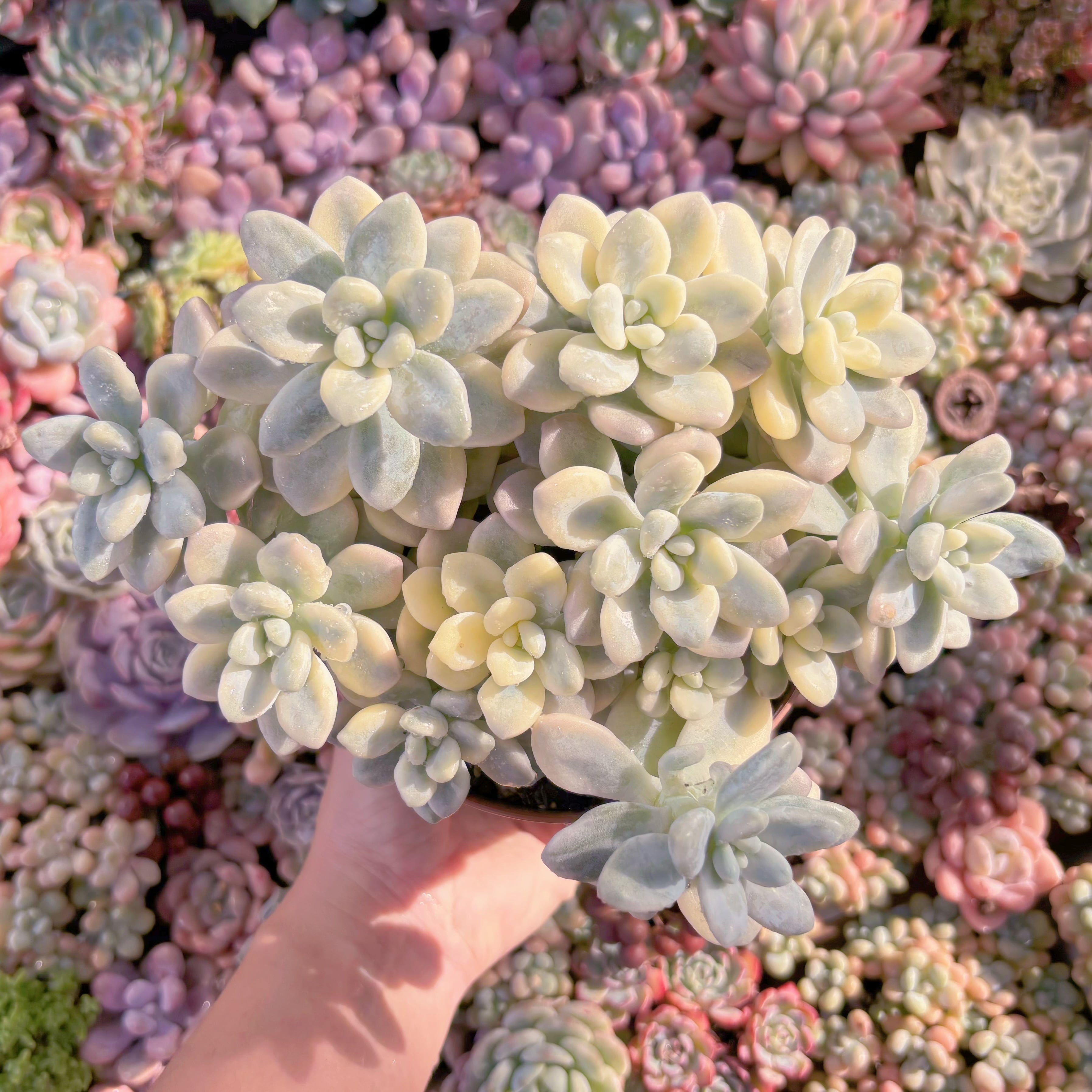 現品　マカロン錦#A097　群生　るる農園