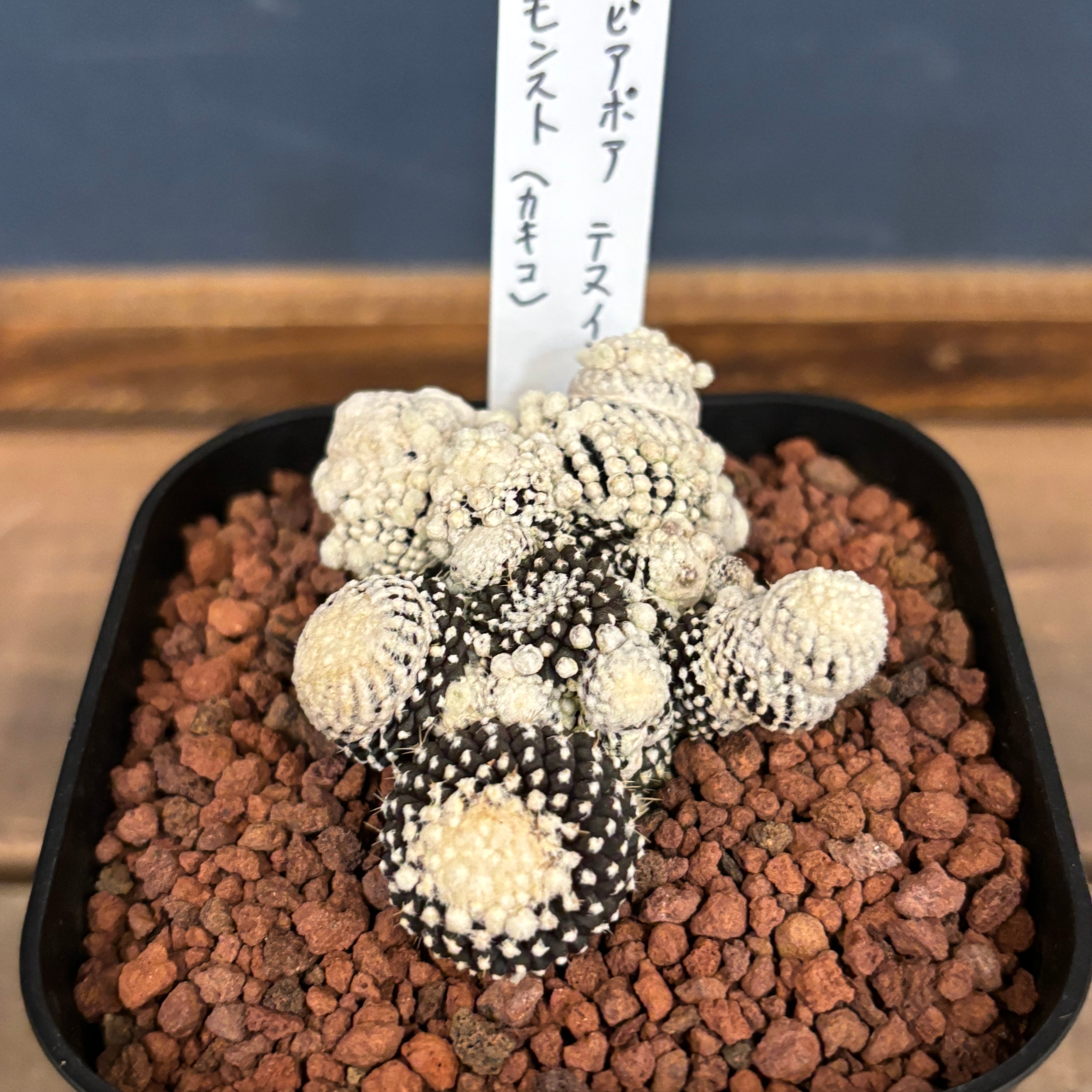 白蛇伝】カキコ株 発根済み！ NEW RELEASE | PUKUBOOK SUCCULENTS