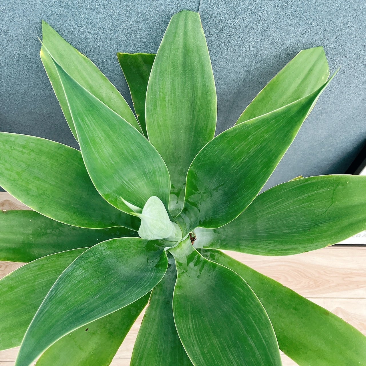 現品］9番 アガベ アテナータ 8号 観葉植物 大型 綺麗 屋外 多肉植物