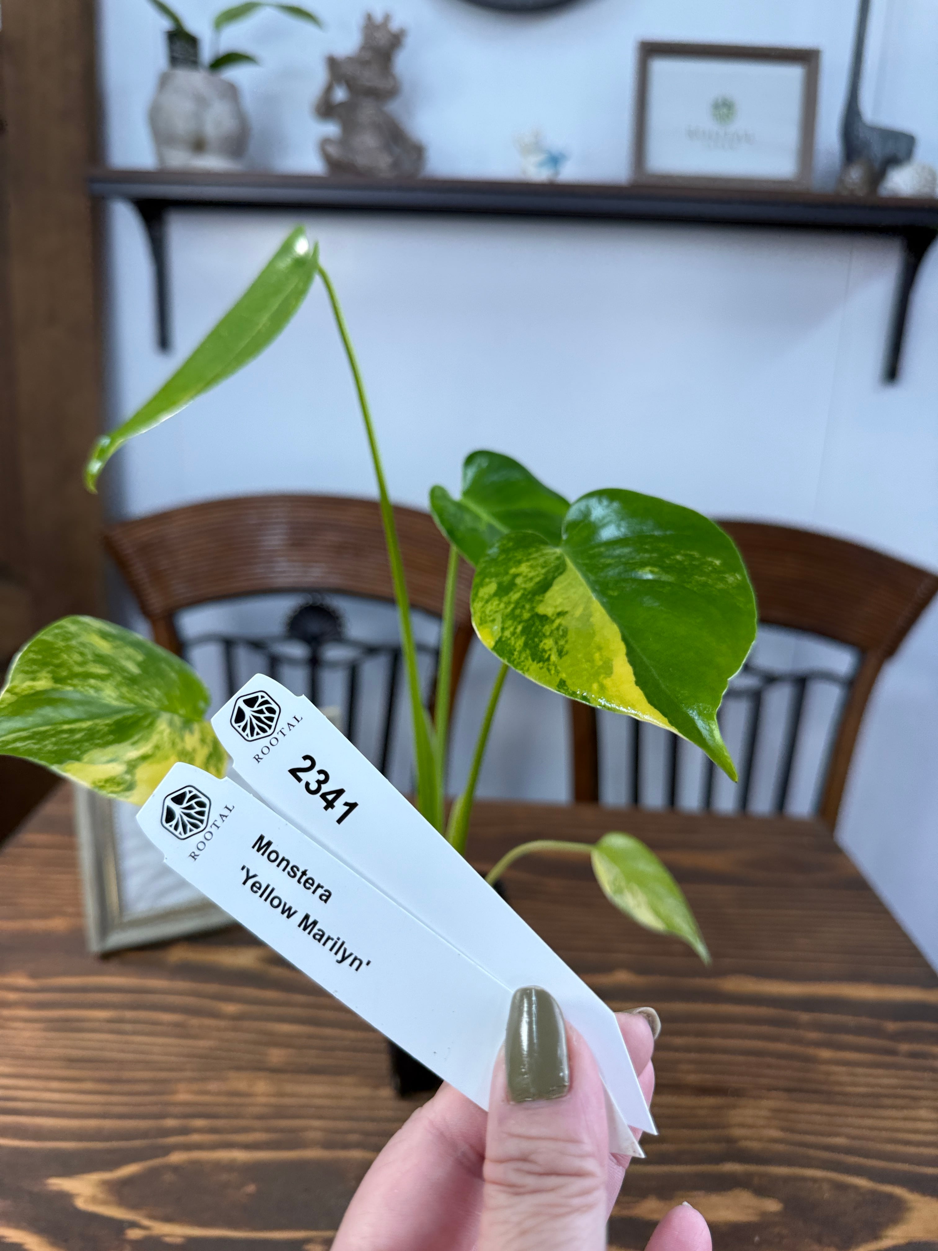 モンステラ | ROOTALPLANTS