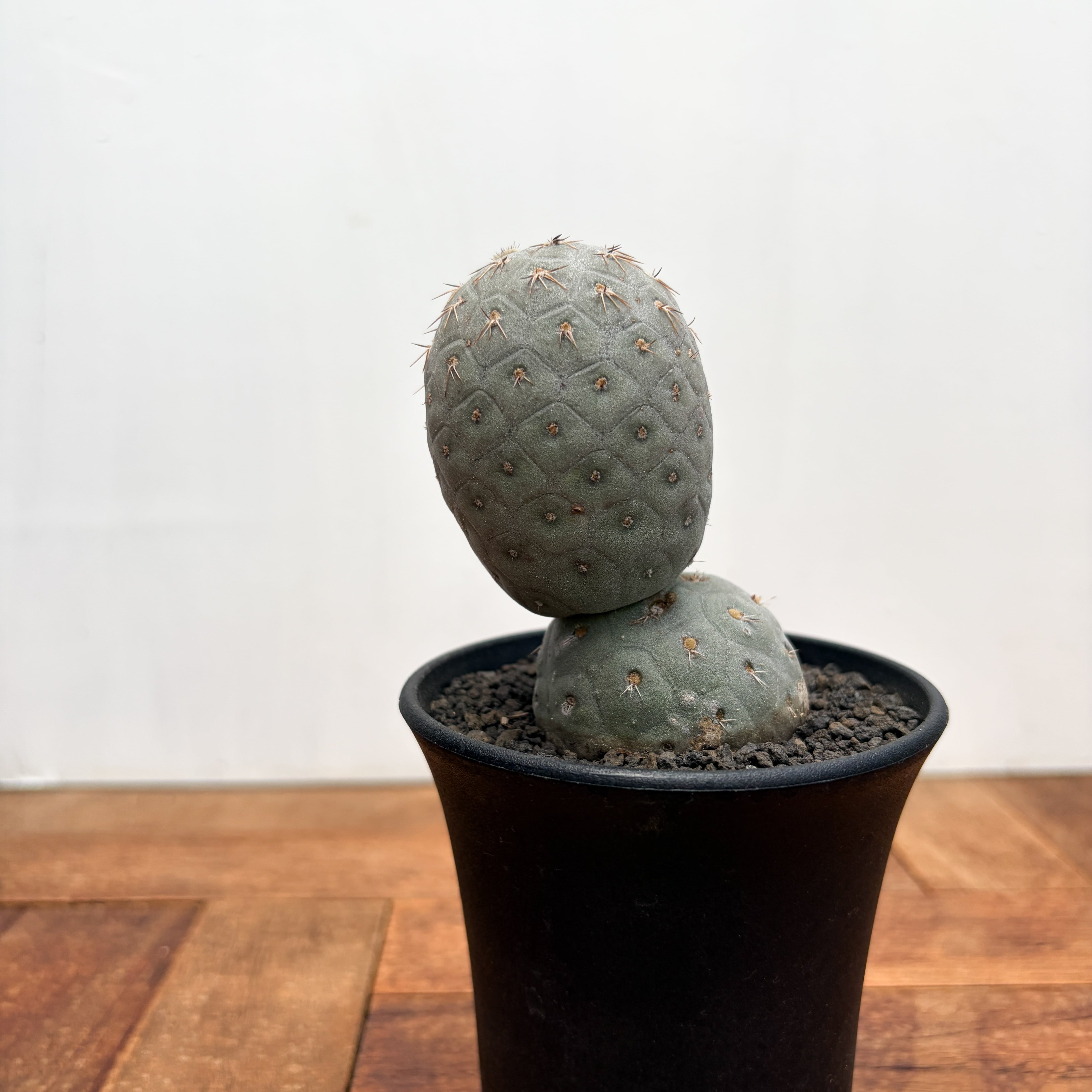 Tephrocactus geometricus【テフロカクタス・ゲオメトリクス
