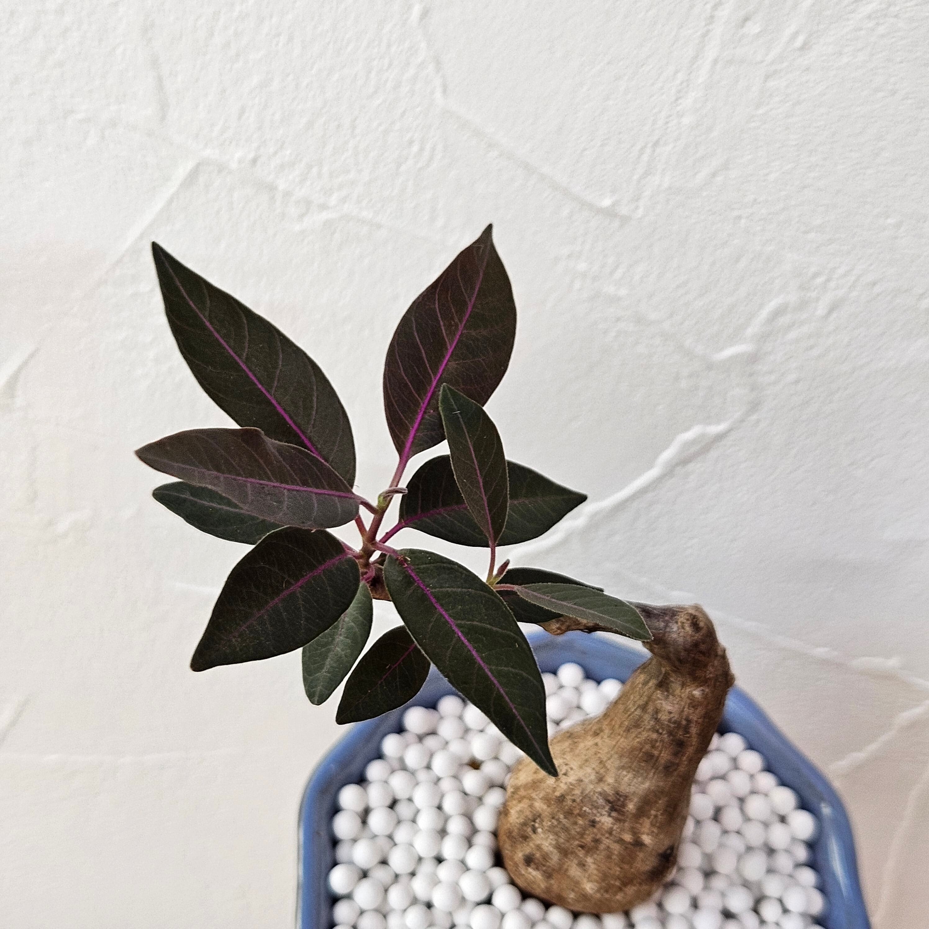 タリナム パニクラーツム 紫葉 〛レア☆Talinum​ Paniculatum 塊根植物