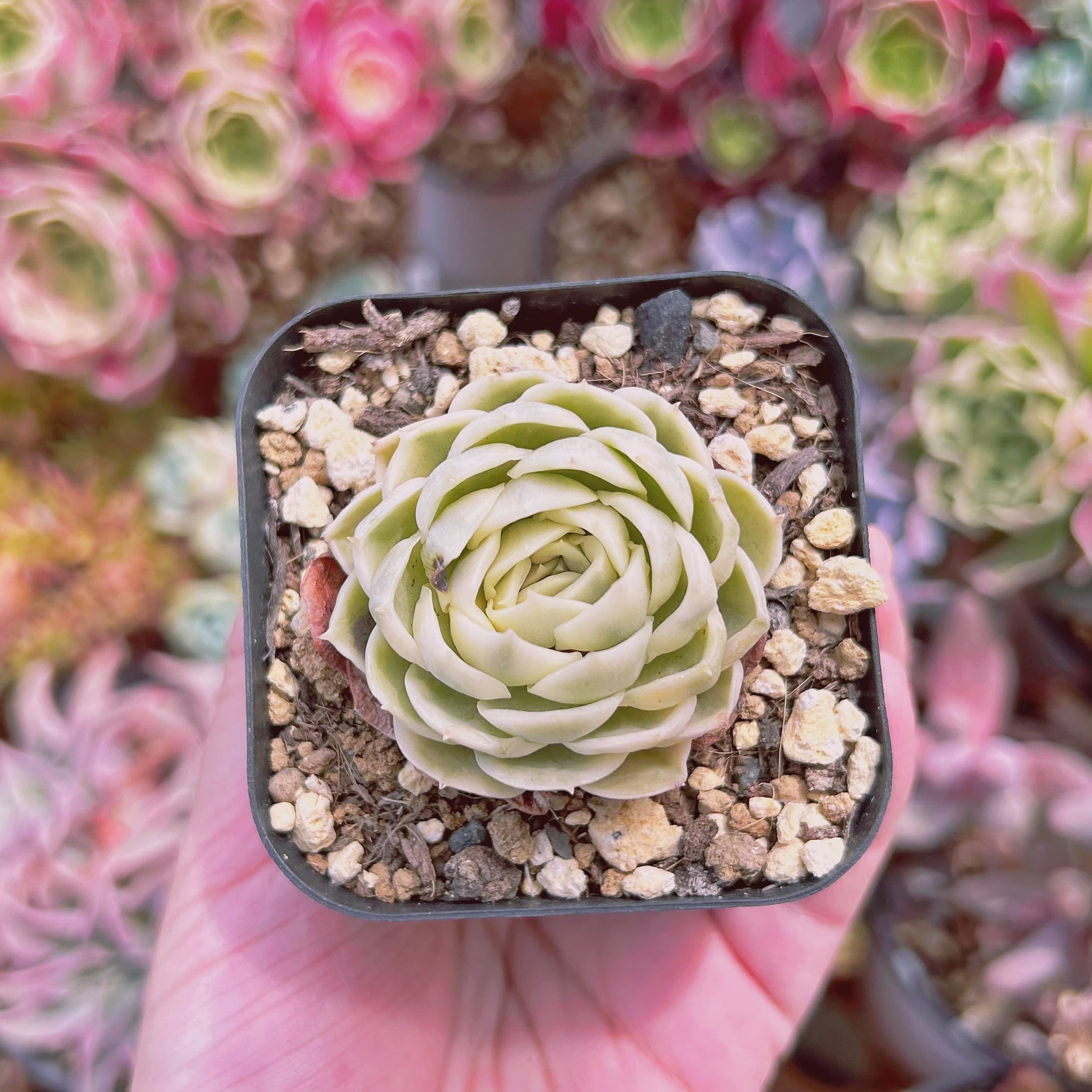 #081現物　多肉植物　オンスロー錦　抜き苗