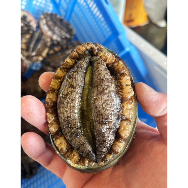 鮮度抜群！北海道 奥尻島産 天然【活】蝦夷あわび　お得な１kg（目安7～10）冷蔵