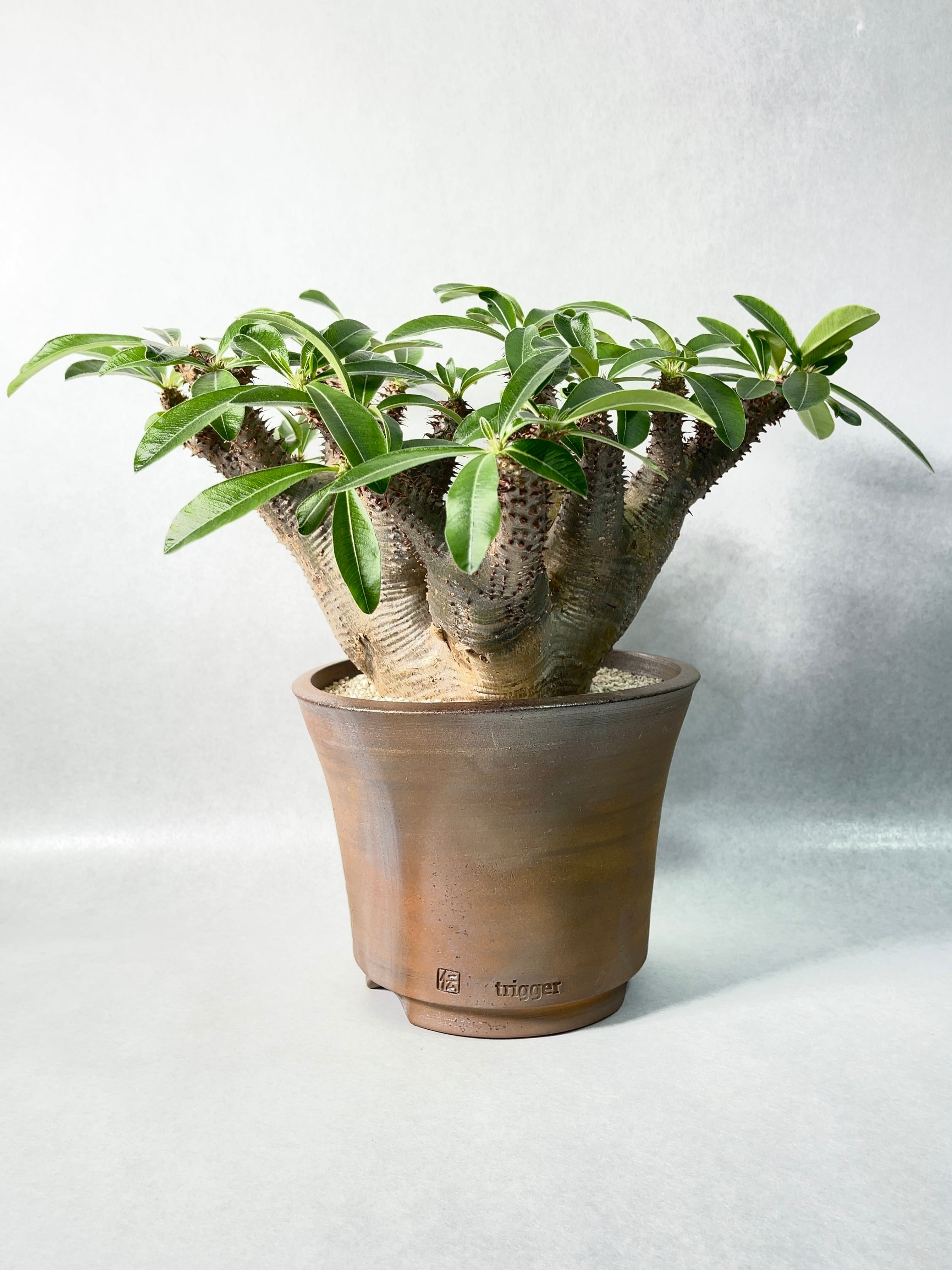 パキポディウム・マカイエンセ | trigger