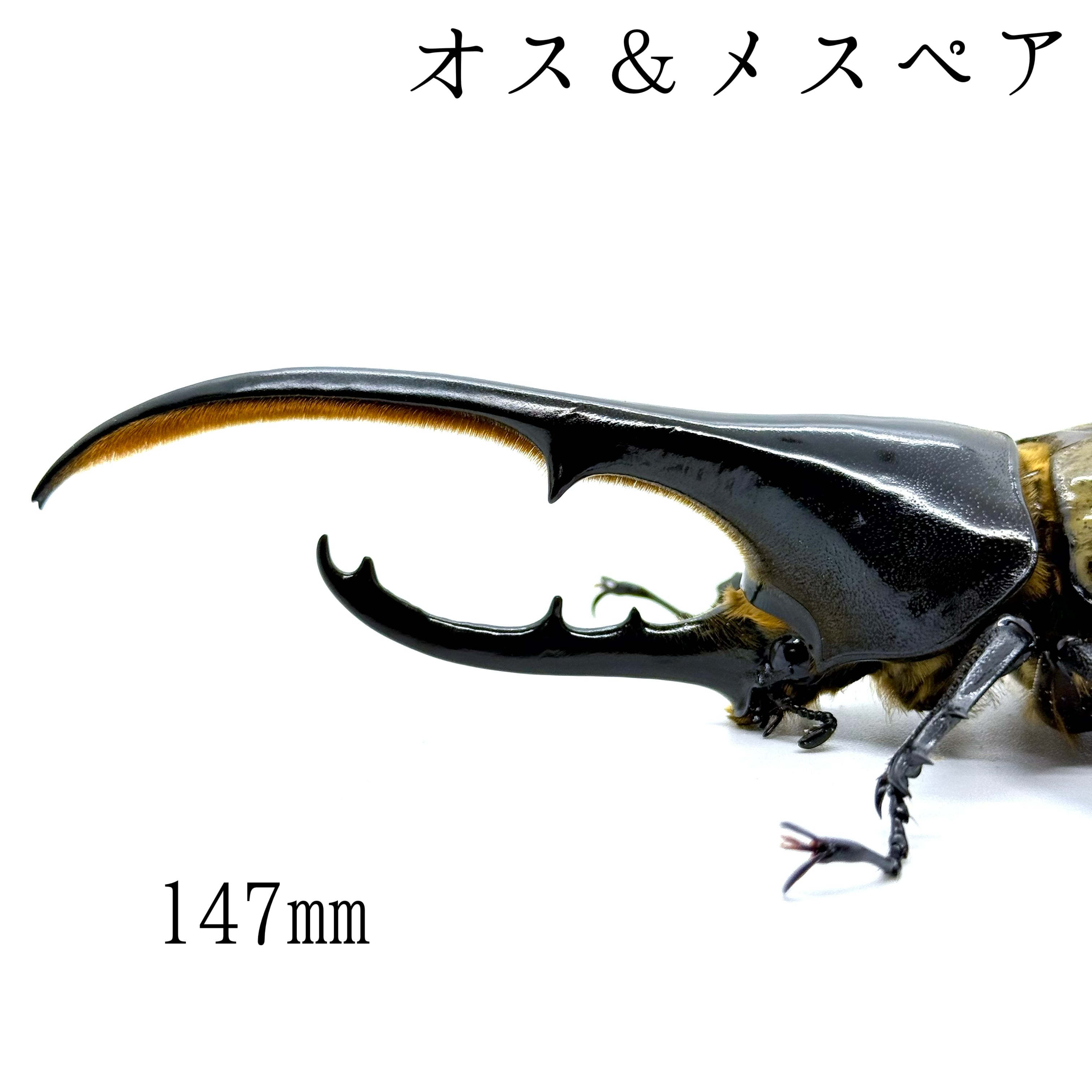 147㎜&65㎜ / 成虫 / オス&メスペア / ヘラクレスオオカブト