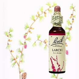 19 ラーチ バッチフラワーレメディ 送料無料 | バッチフラワーレメディ