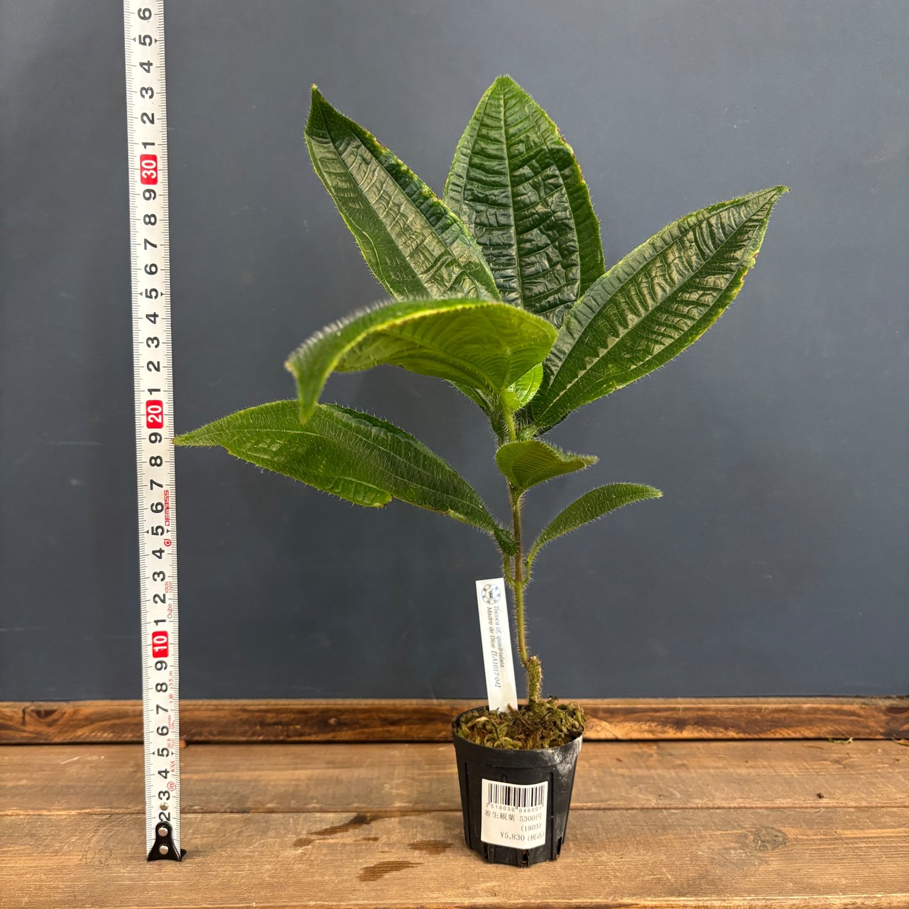 トコカ　cf. quadrialata【908】