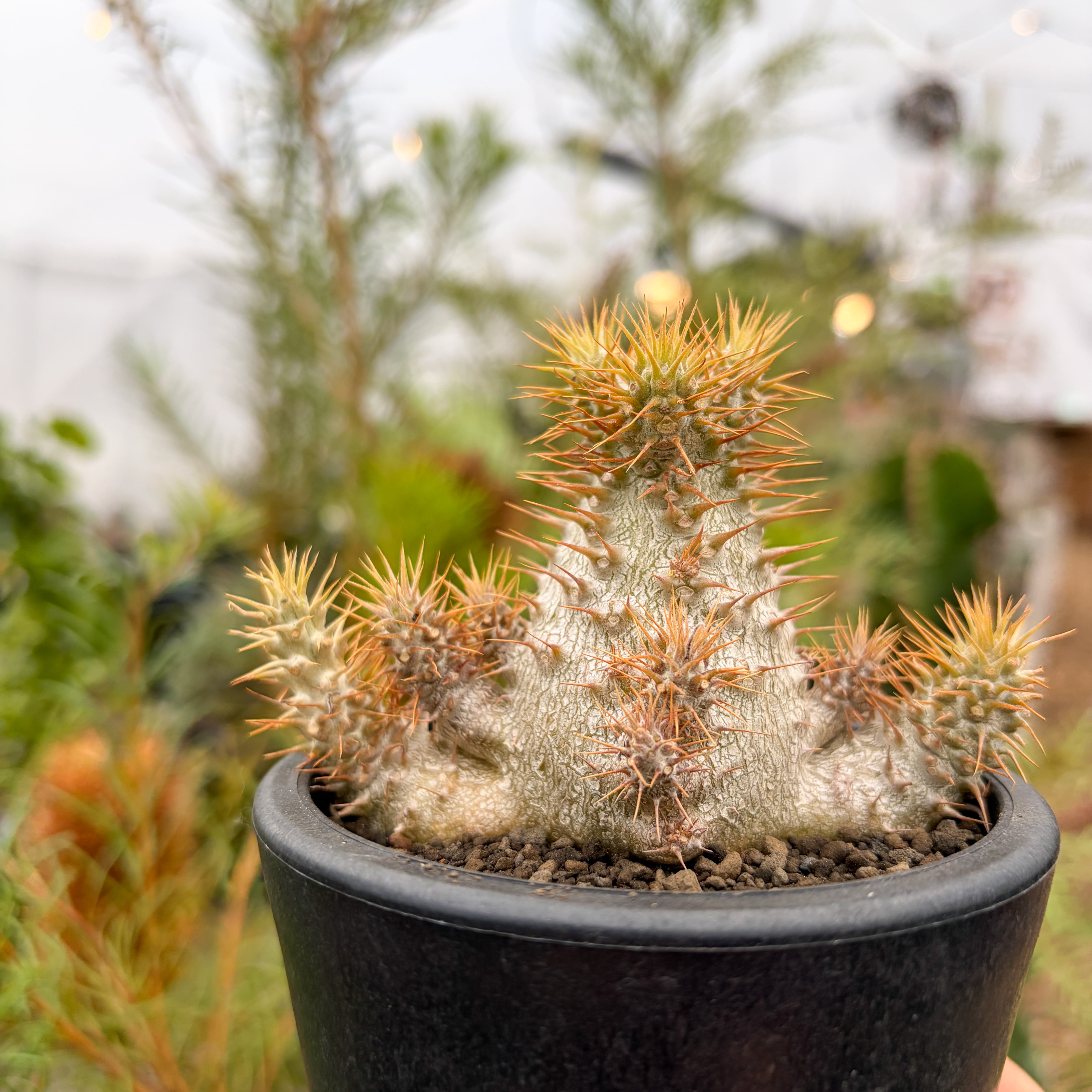 Pachypodium Gracilius【パキポディウム・グラキリス・実生】 | RIMO'S