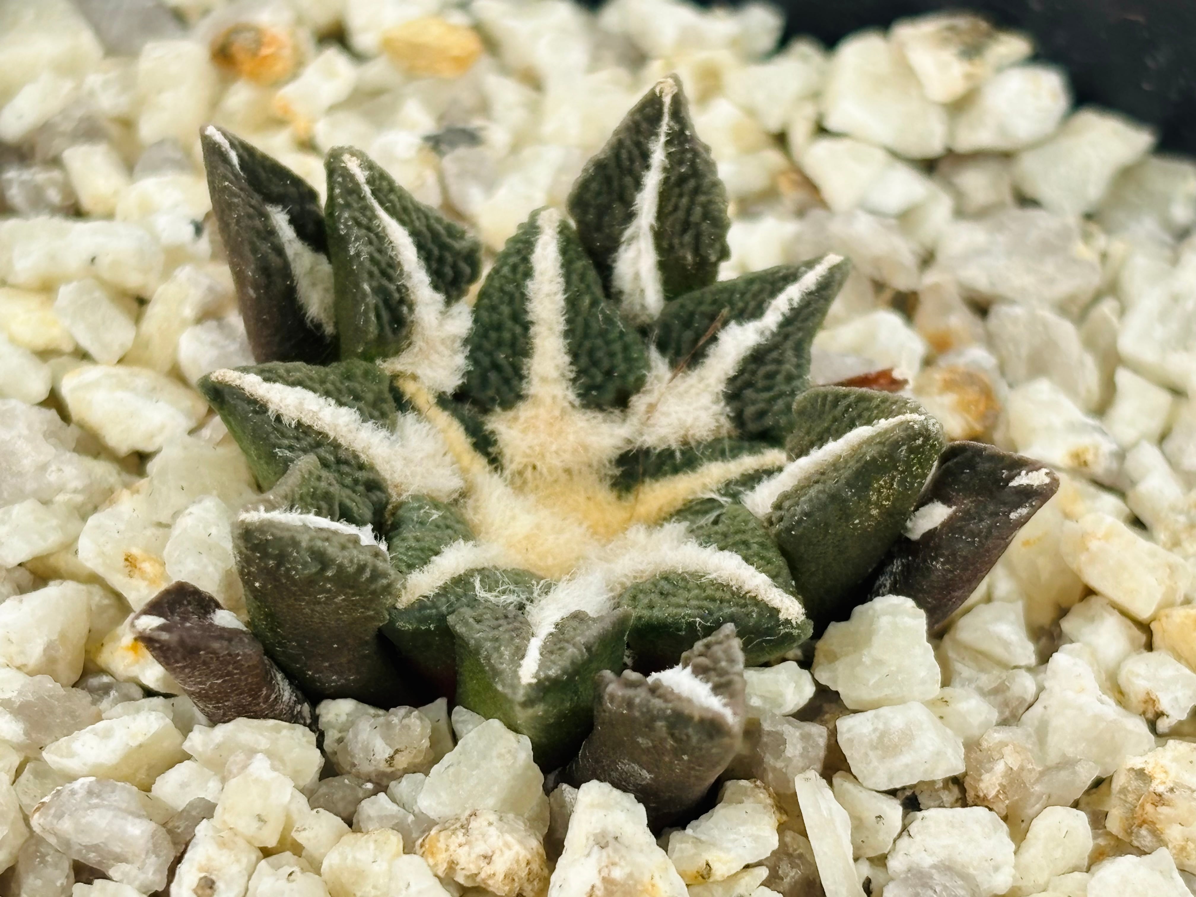 Ariocarpus kotschoubeyanus アリオカルプス 大疣黒牡丹 サボテン