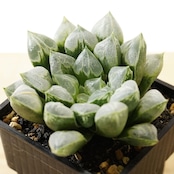 【PREMIUM】抜き苗 ラブハート 巨大株 Haworthia 'Love Heart'