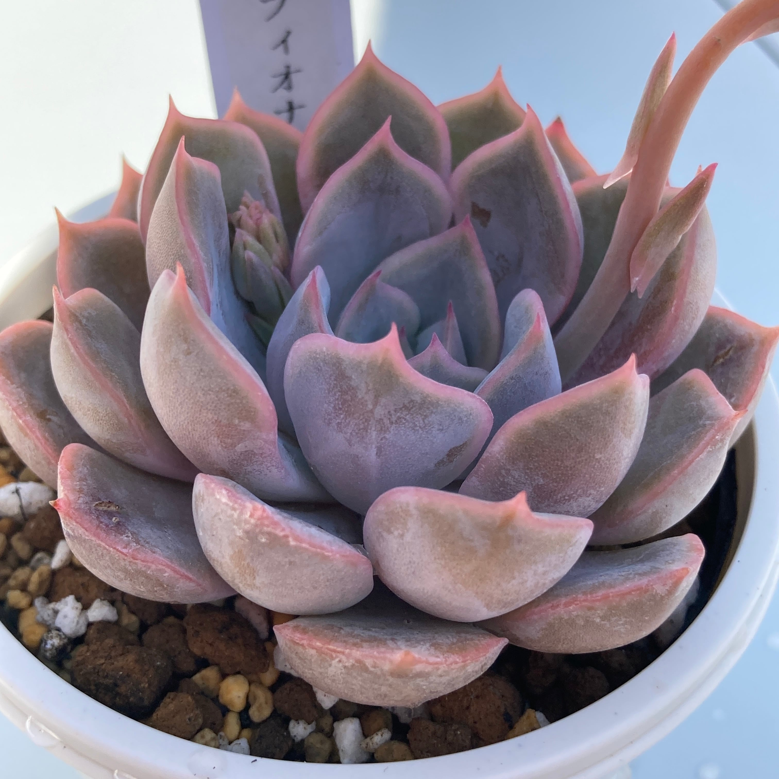 現物商品】フィオナ | 多肉植物研究所