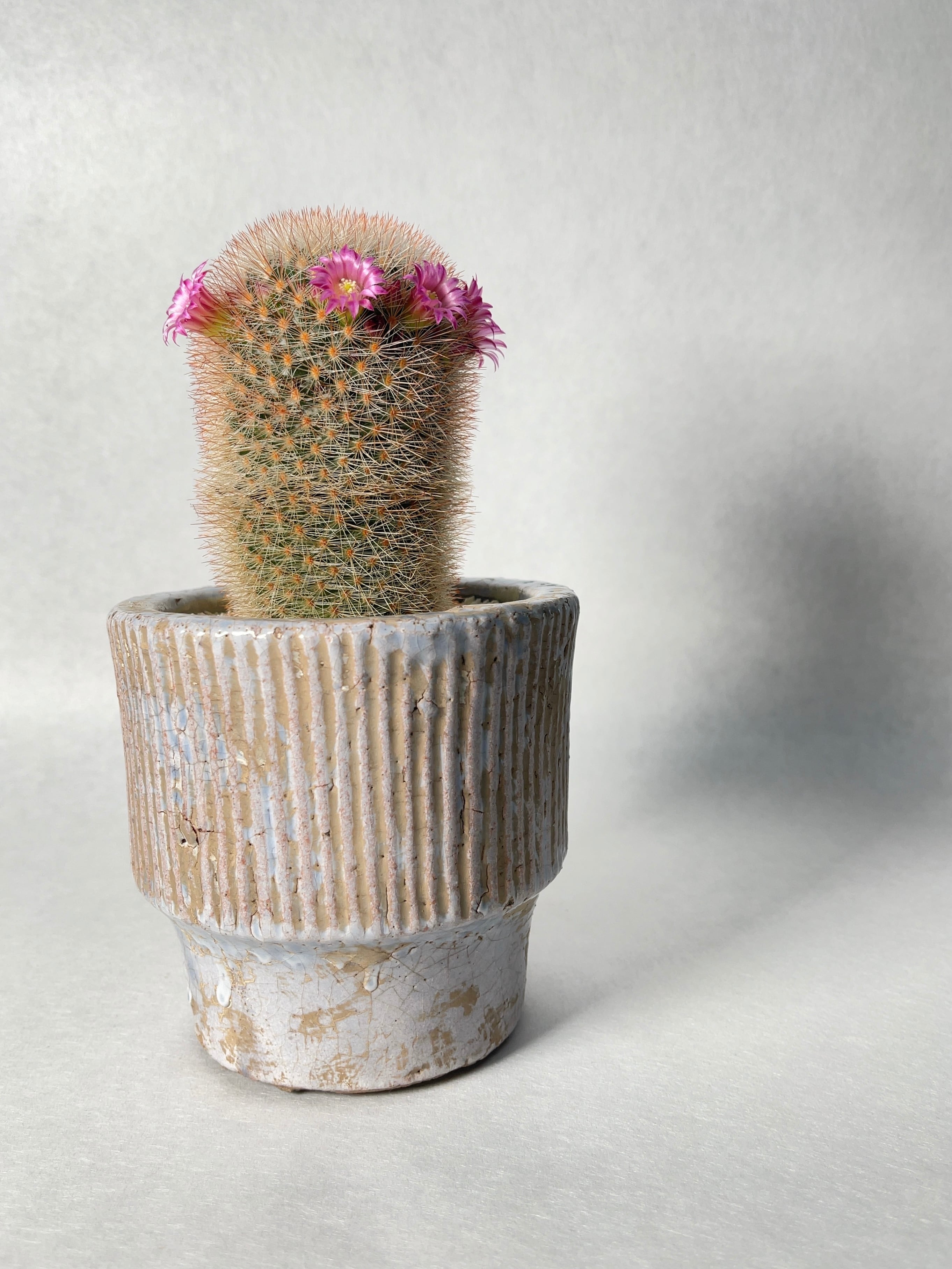 マミラリア・錦丸 | trigger