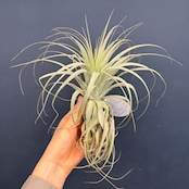 チランジア ガルドネリィ【194】