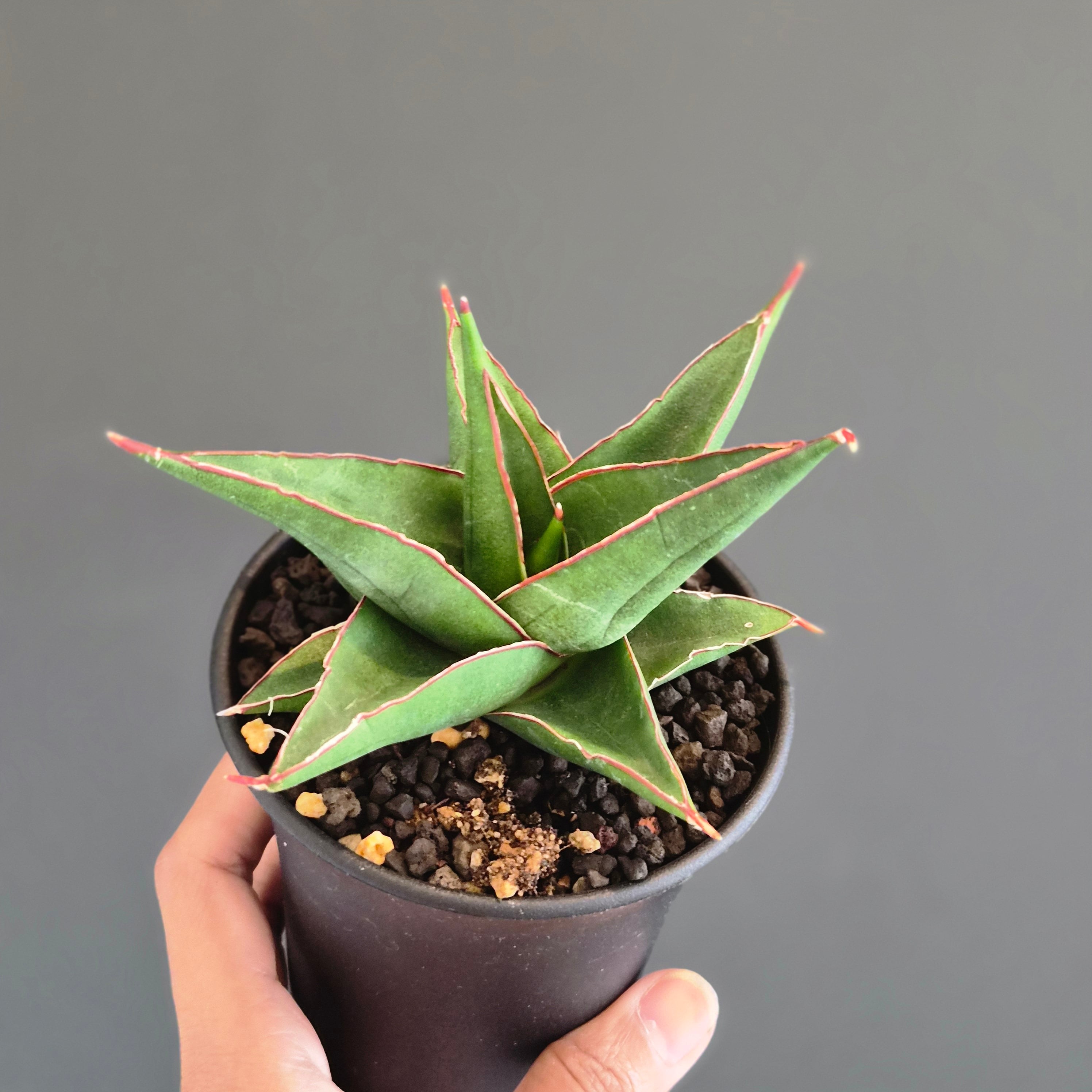 【ダブルヘッド⭐︎ サンスベリア・タワー　バリエガータ　ムッチムチ！】（斑入り） Sansevieria 'Tower Variegated' サンスベリア・タワー 斑入り