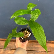 アンスリウム　ドラコノプテラム【1090】