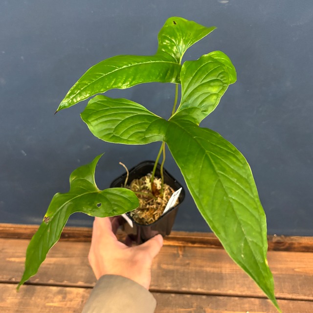 アンスリウム　ドラコノプテラム【1090】