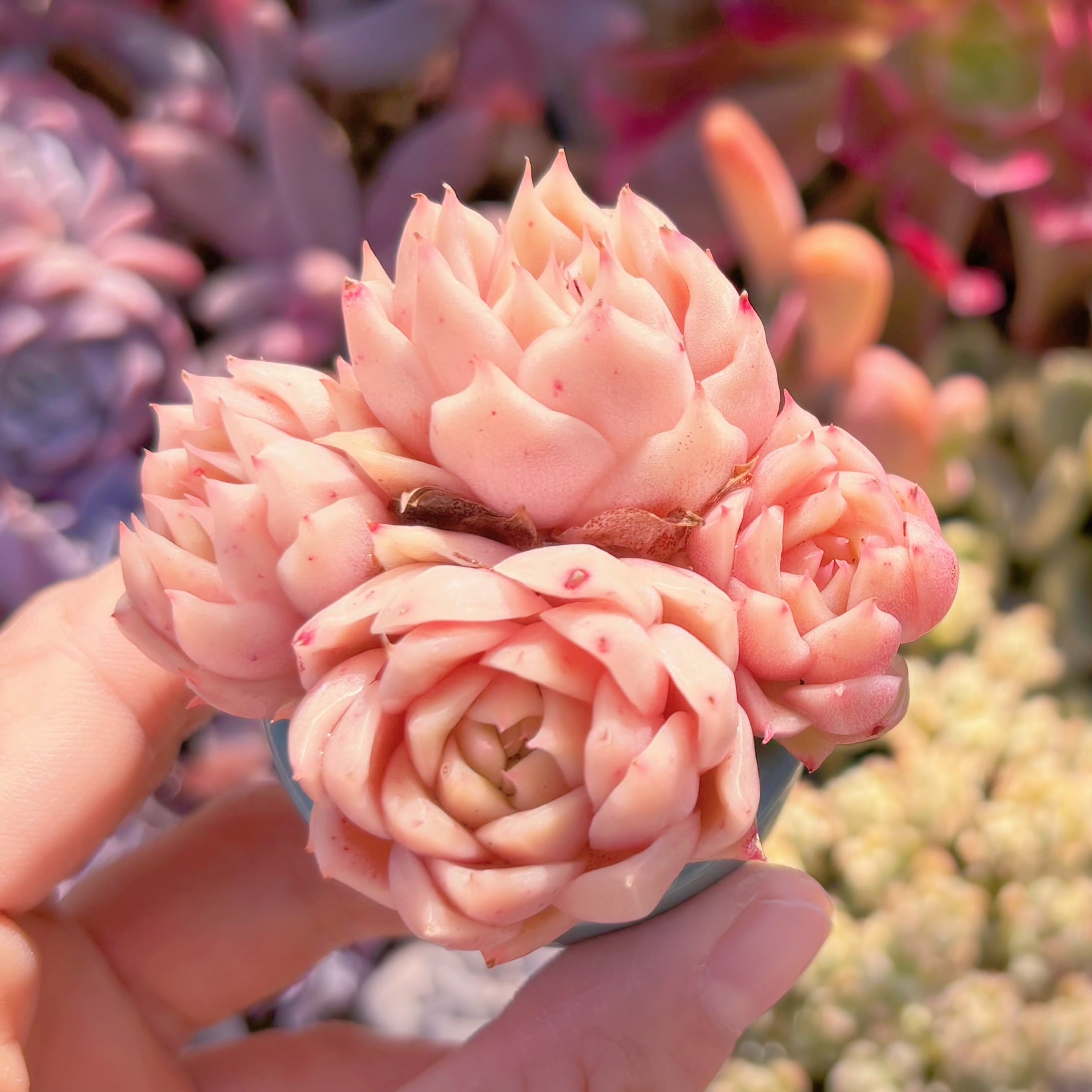 多肉植物　火焰　群生　新入荷　るる農園