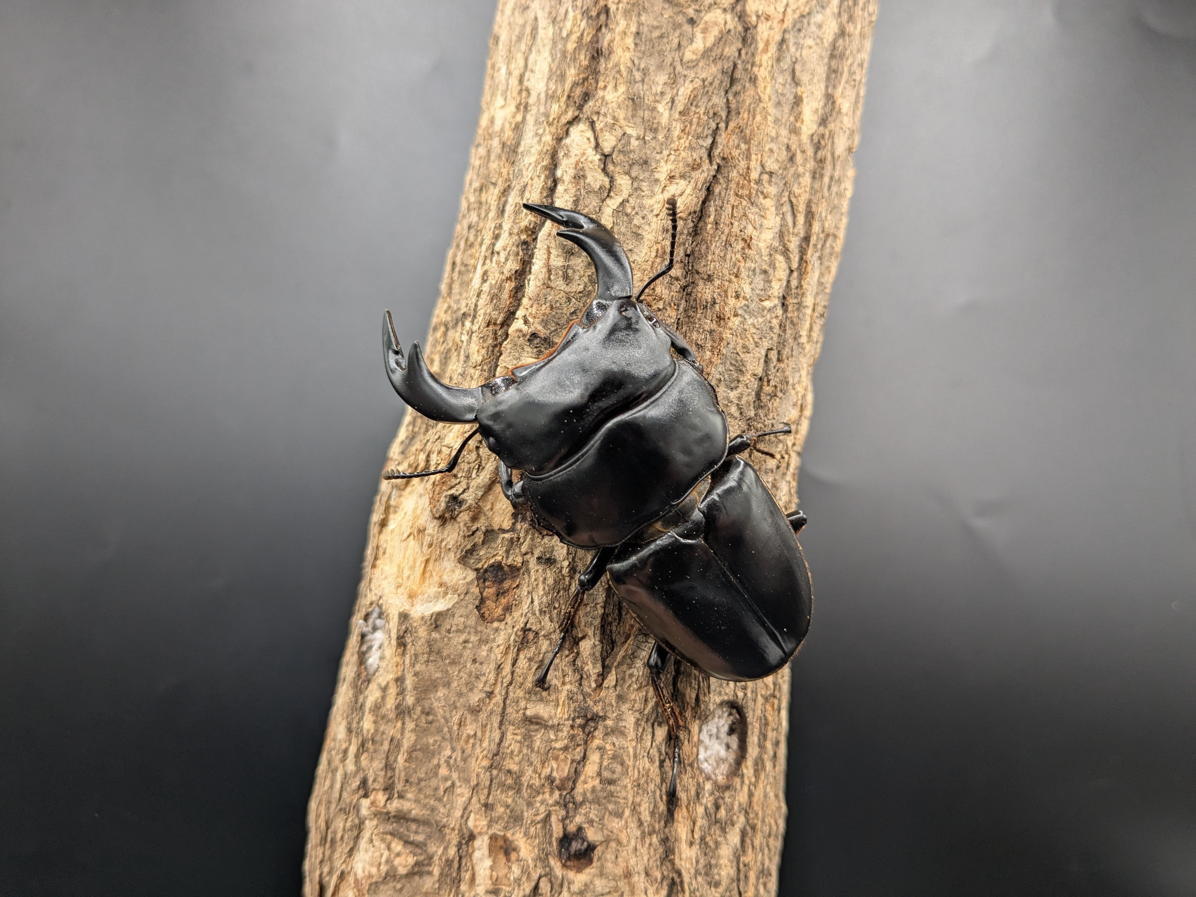 平田　ギラファノコギリクワガタ　カプセル版&オンライン版 平田 ギラファノコギリクワガタ カプセル版&オンライン版 平田様