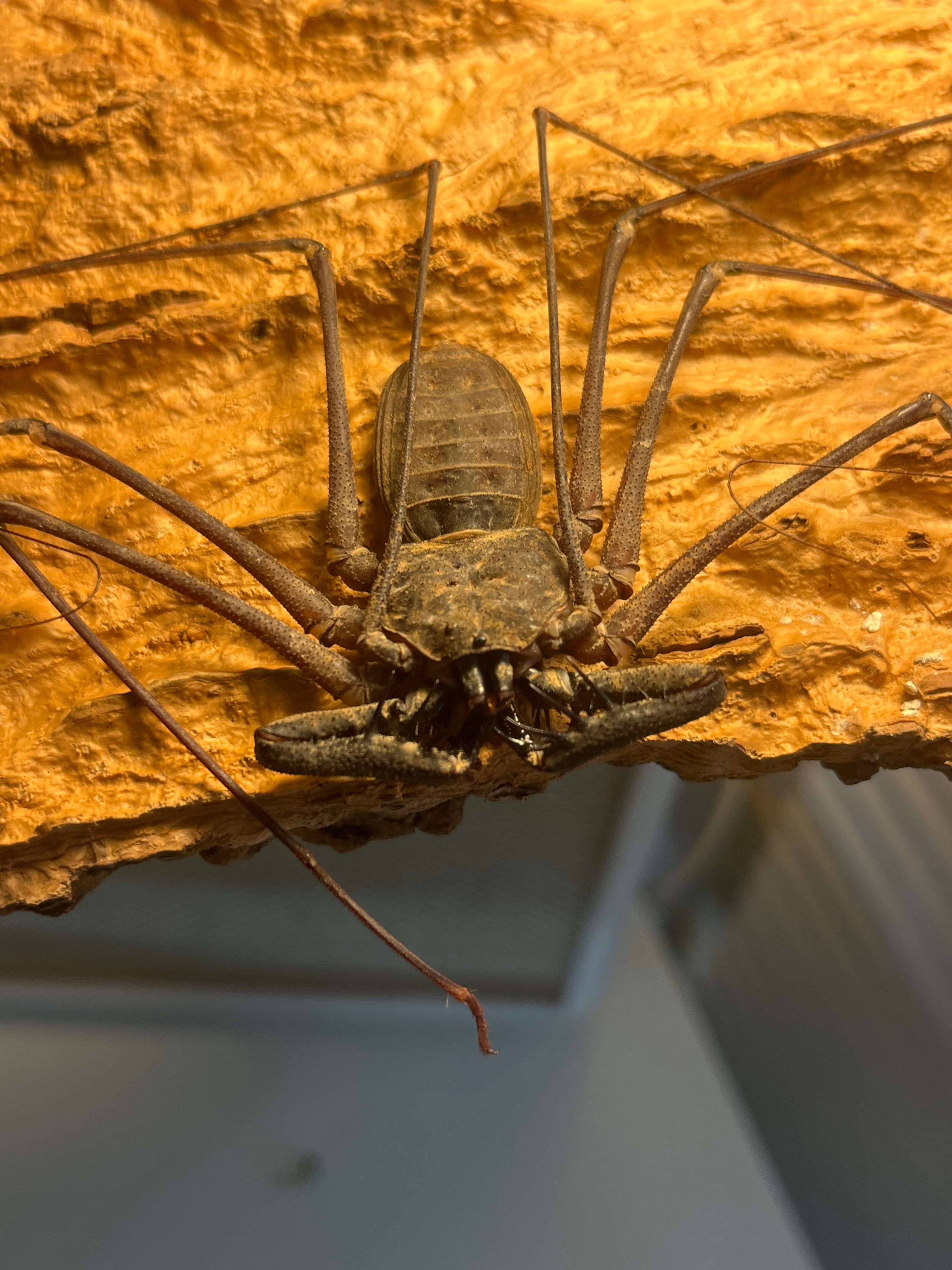LAST南米腕虫】Heterophrynus elephasウデムシ ヒヨケムシ 三大奇蟲