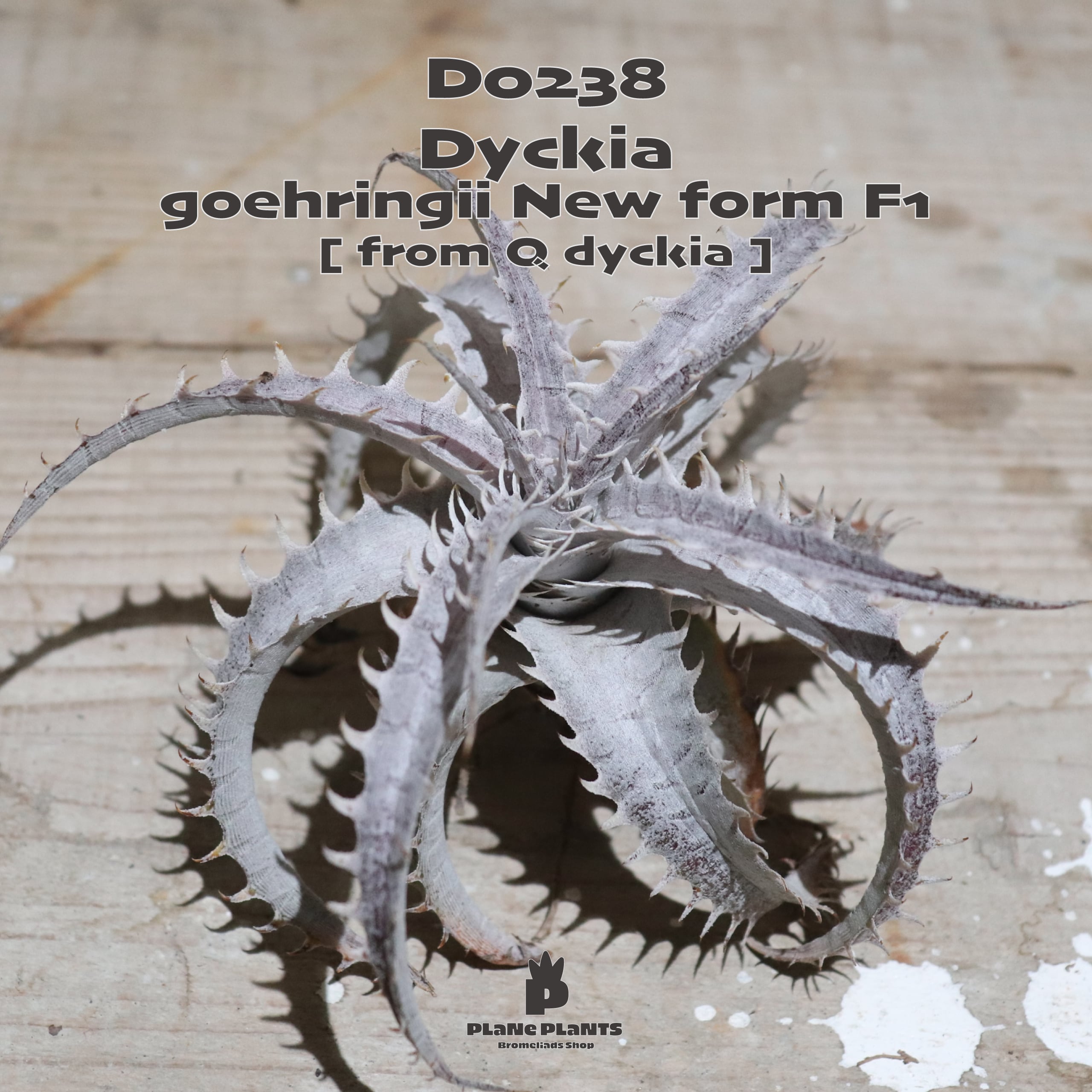 Q dyckia | plane plants