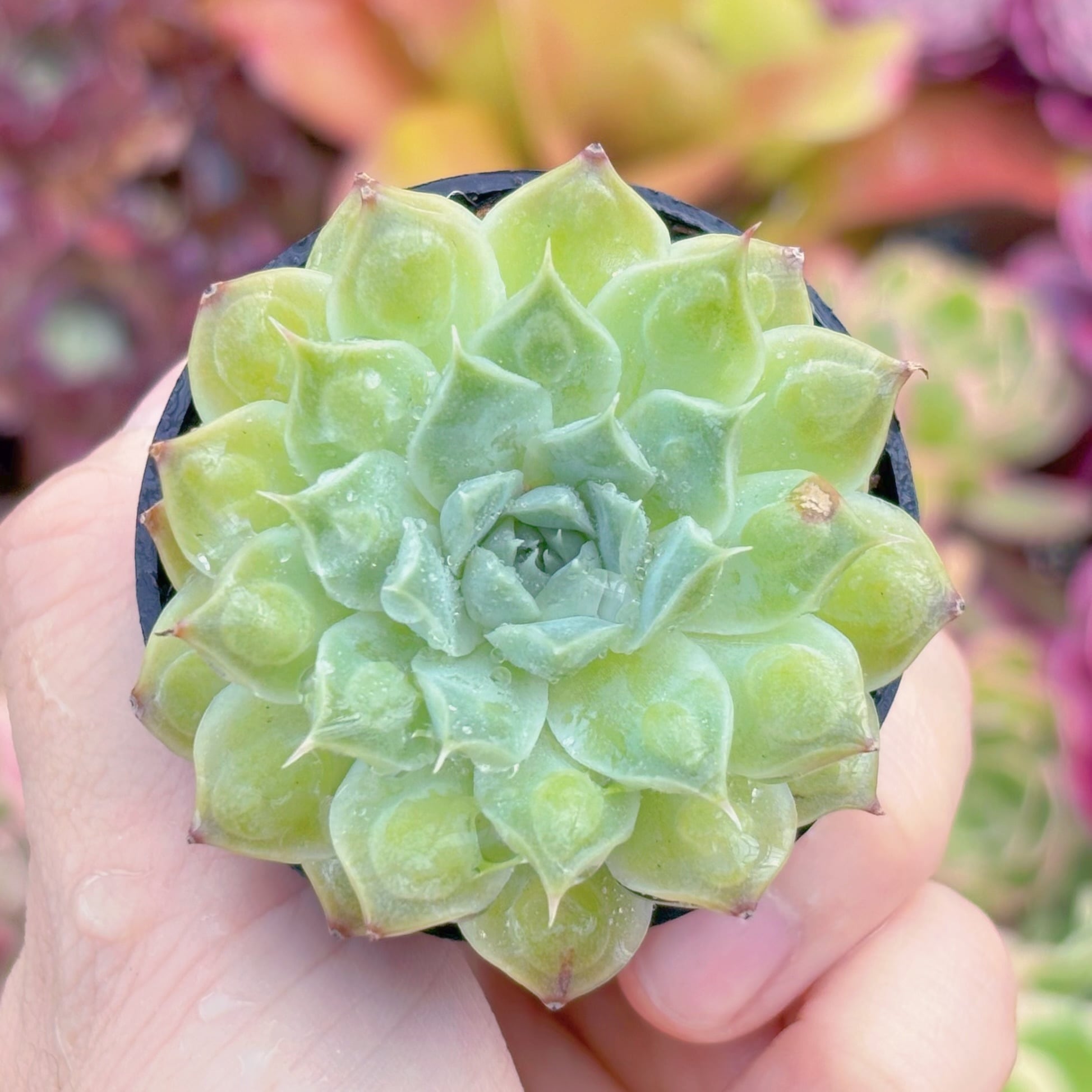 現品　Echeveria'Gilo'#M215　るる農園